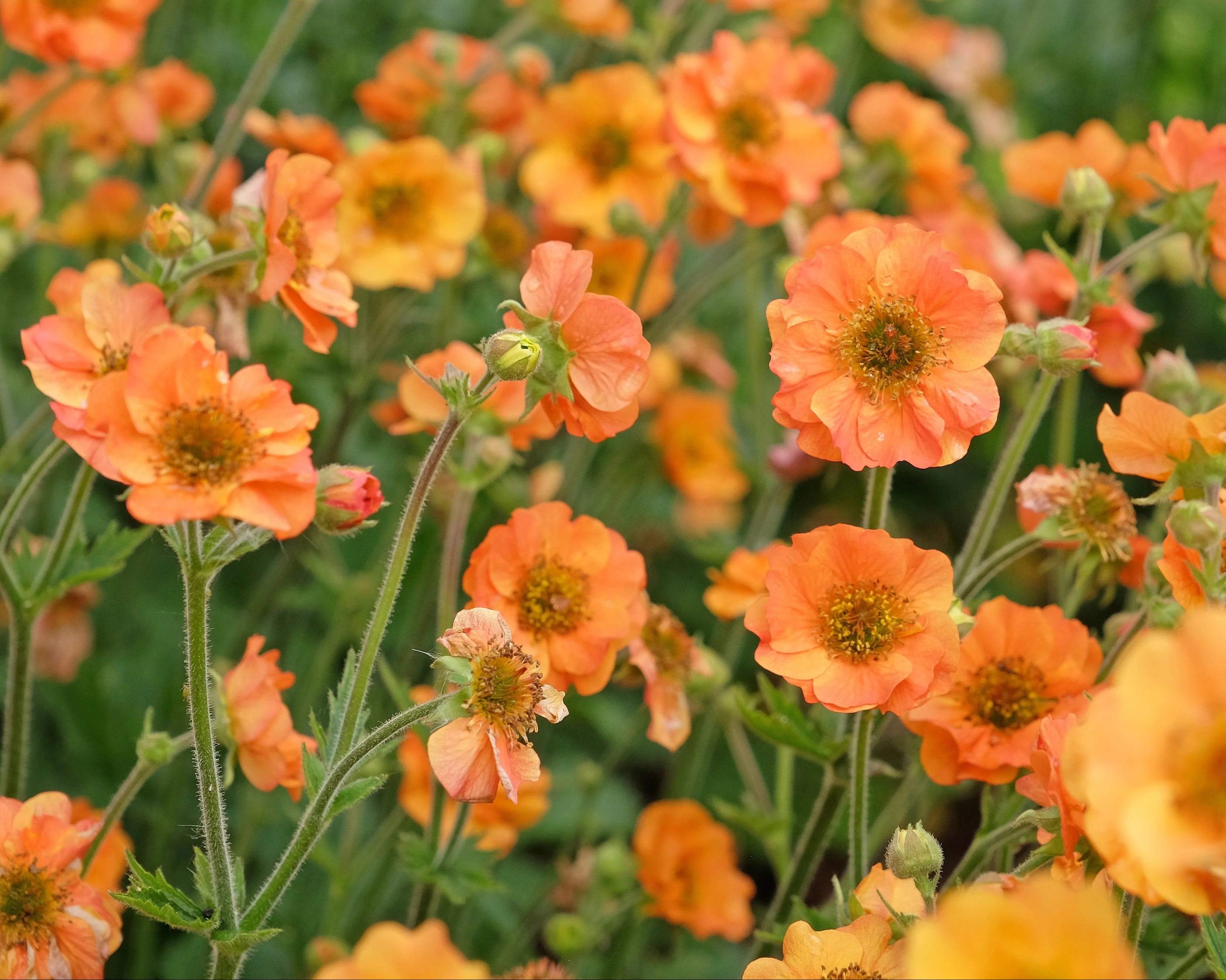 Geum 'Tim's Tangerine' - Image 4