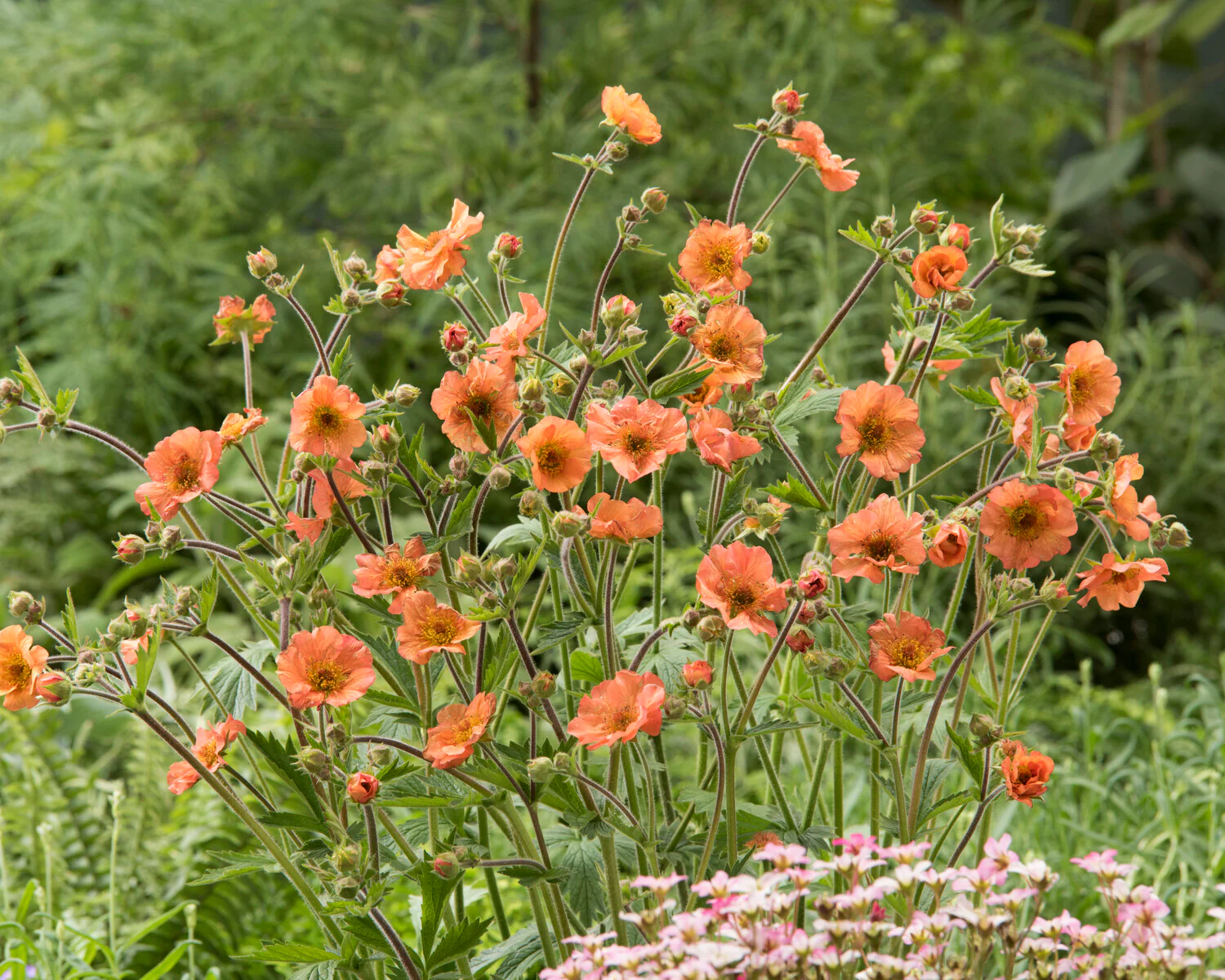 Geum 'Tim's Tangerine' - Image 8