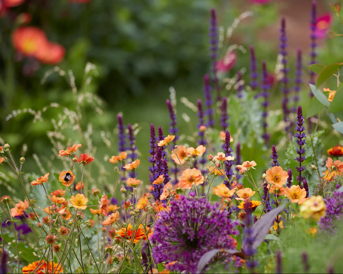 Geum 'Tim's Tangerine' - Image 9