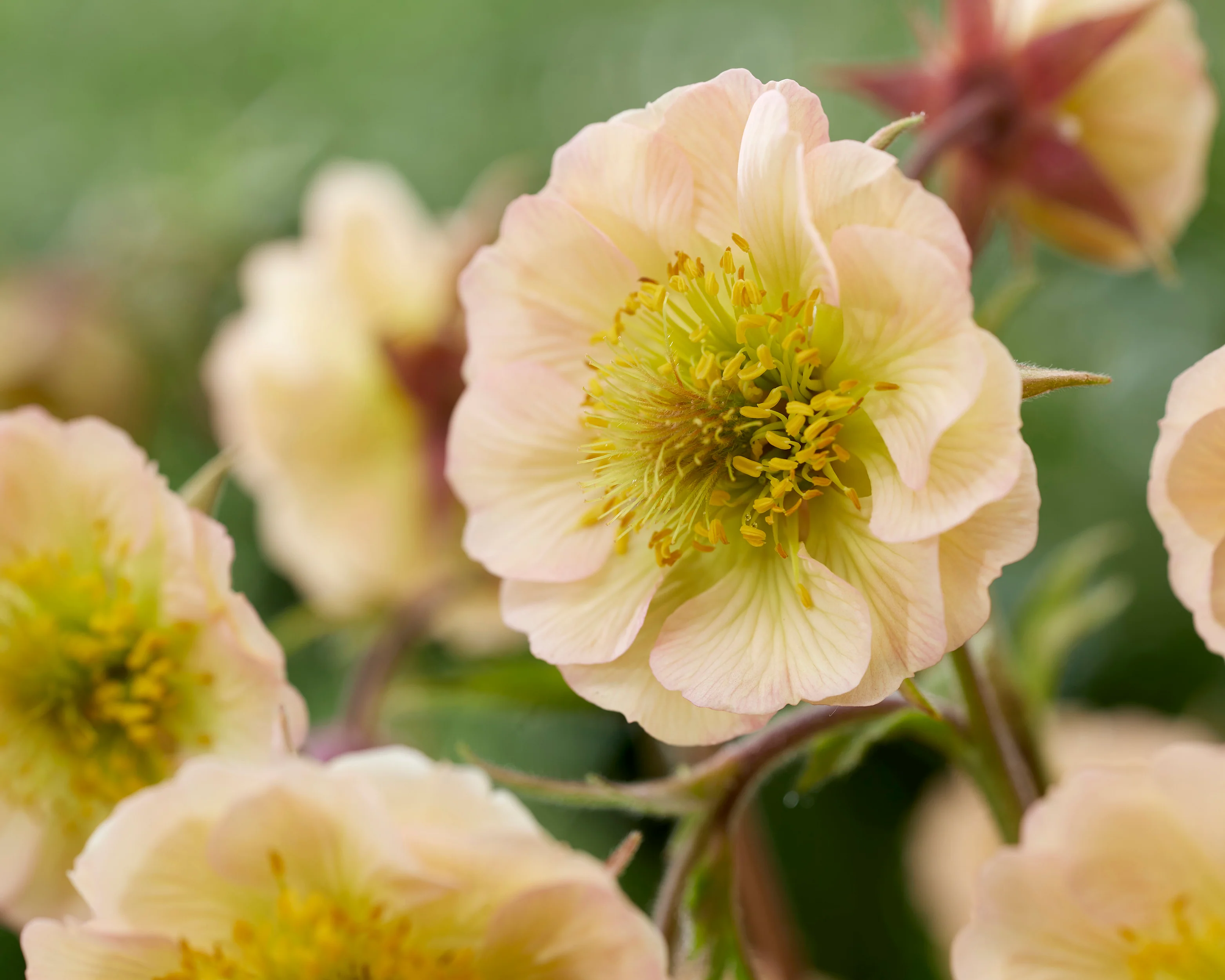 Geum 'Victoria Sponge' - Image 3