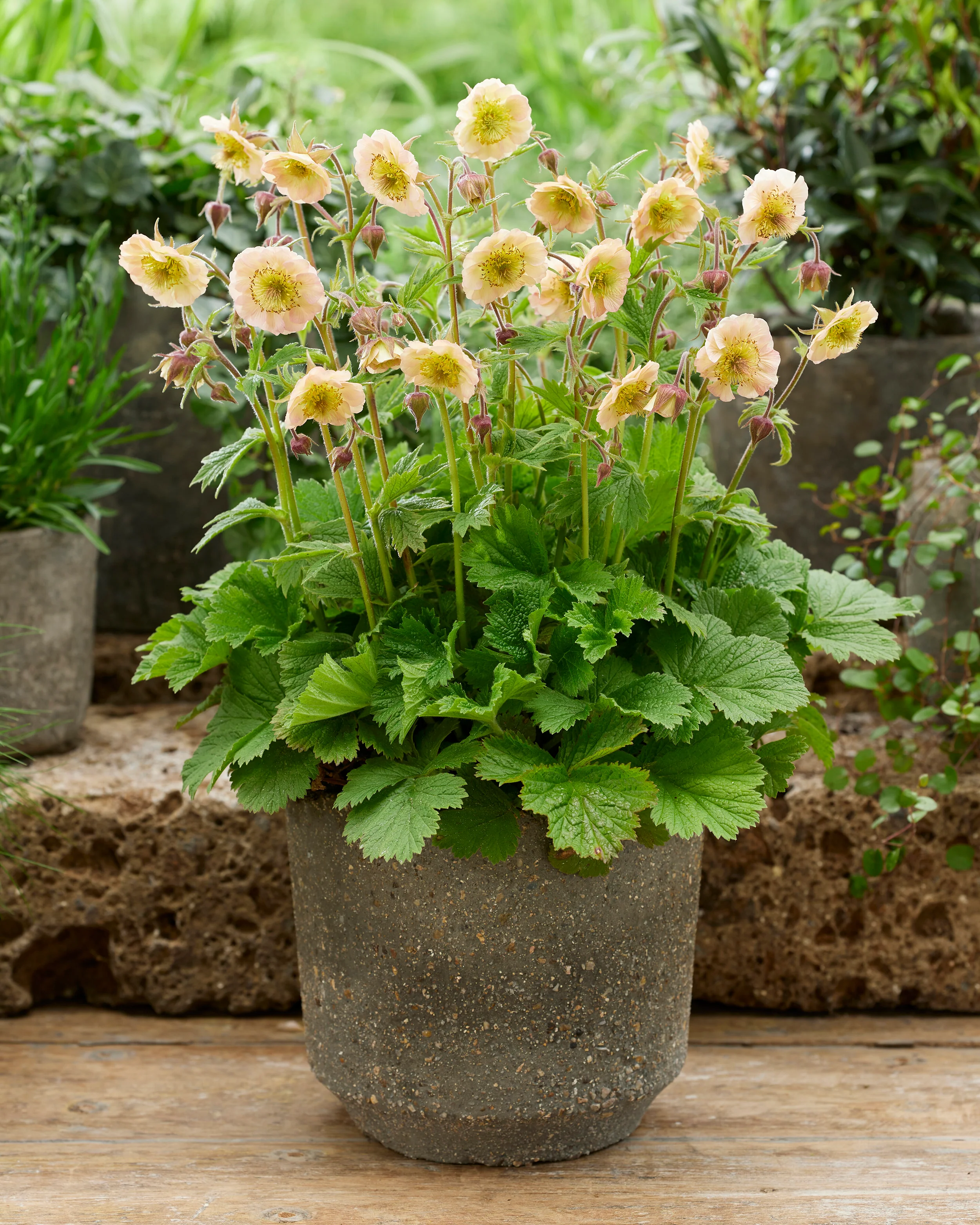 Geum 'Victoria Sponge' - Image 4
