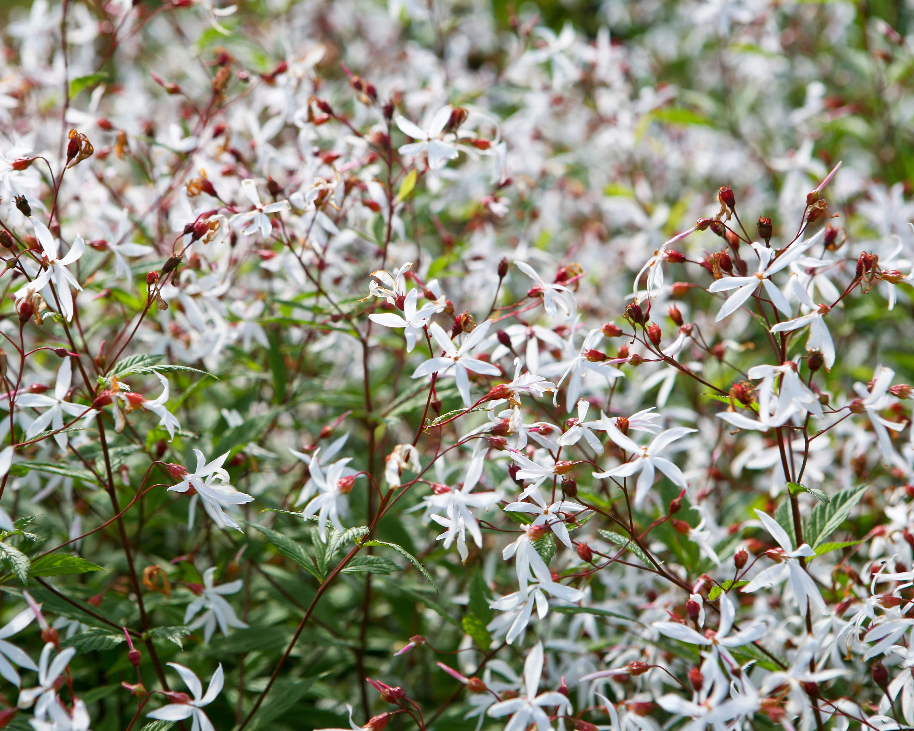 Gillenia trifoliata - Image 3