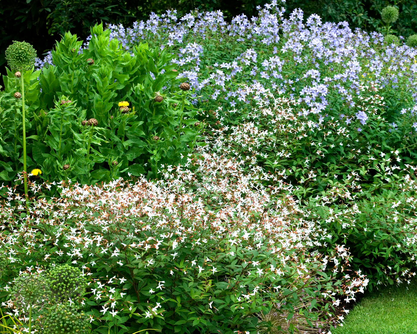 Gillenia trifoliata - Image 6