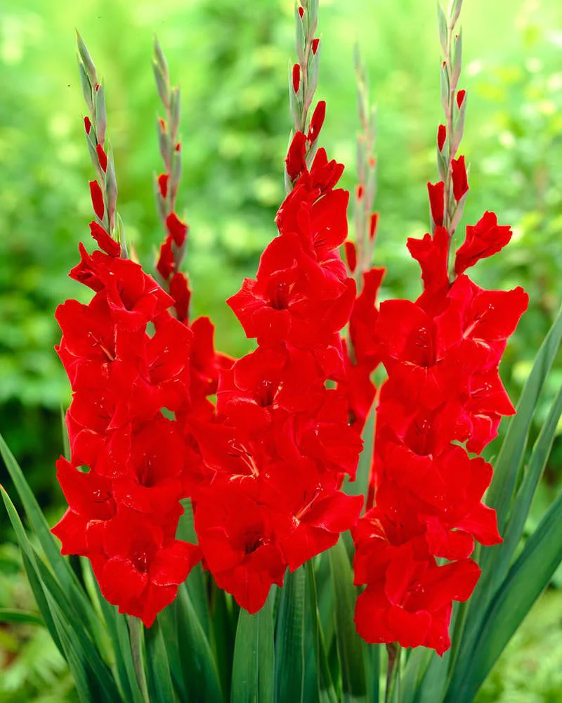 Gladiolus 'Advance' - Image 4