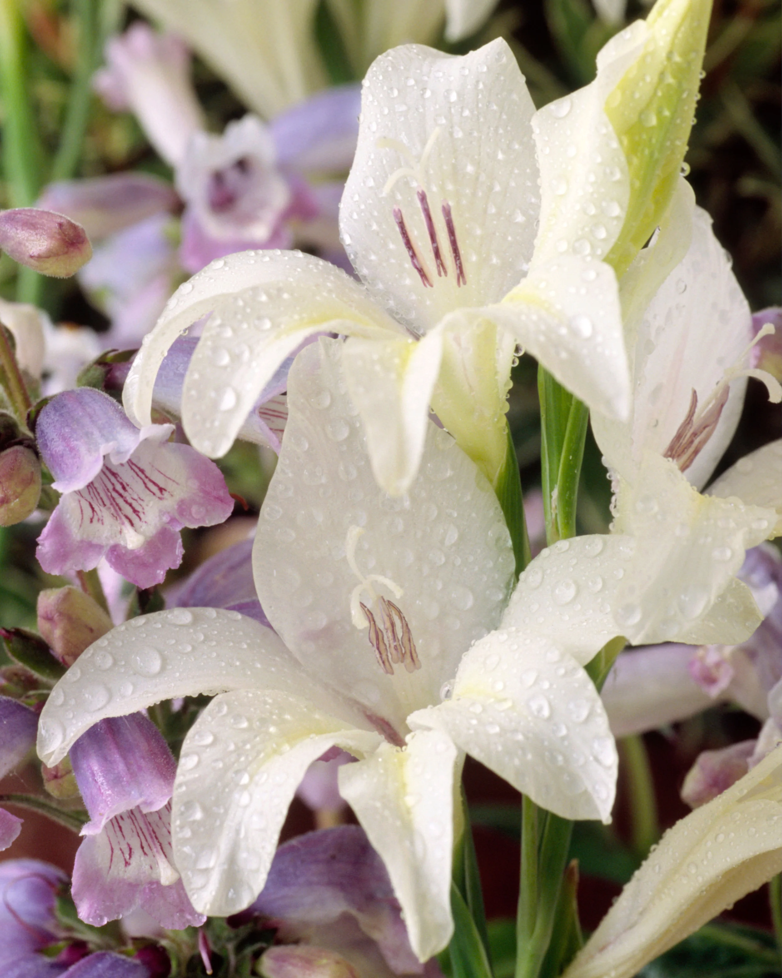 Gladiolus 'Albus' - Image 3