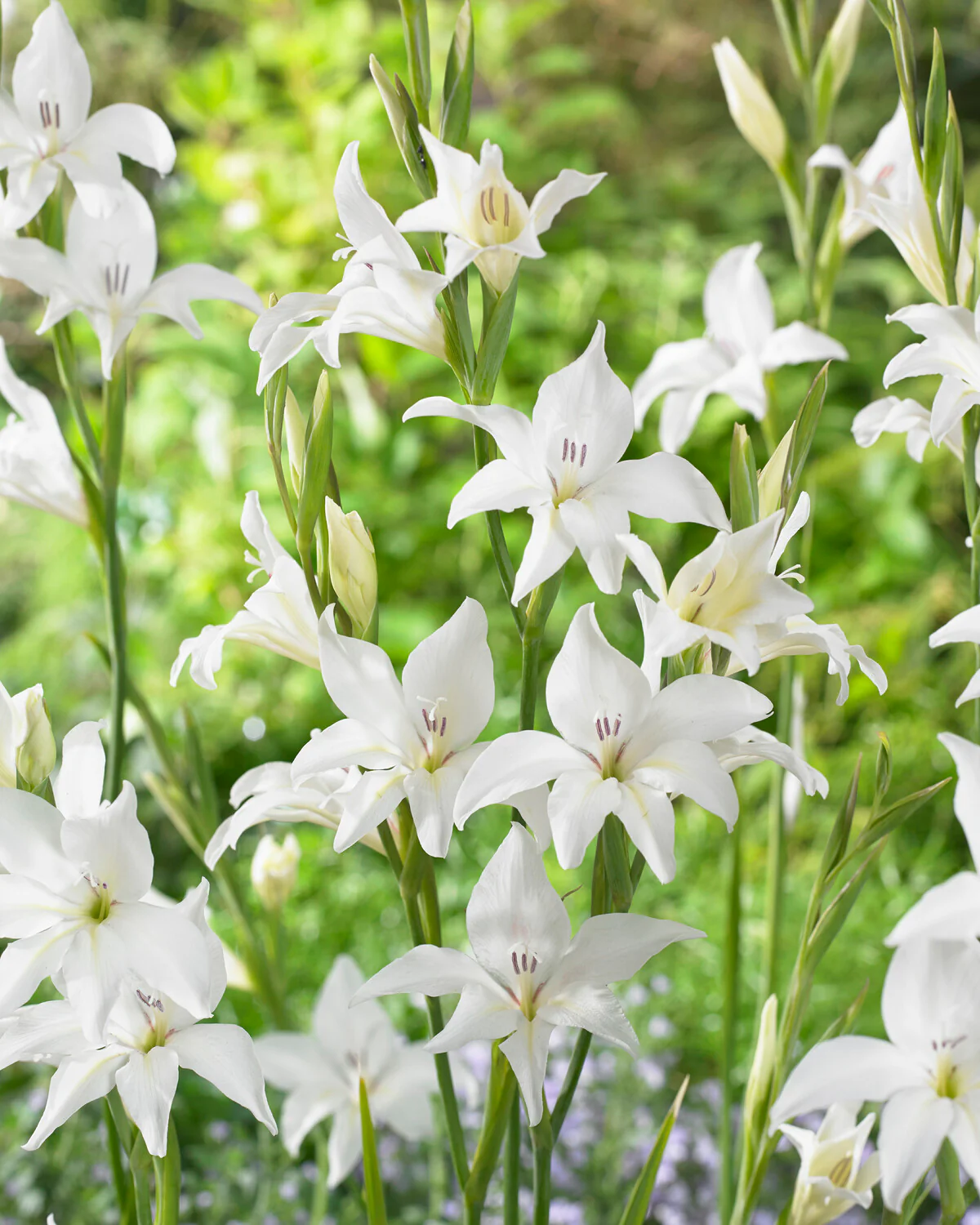 Gladiolus 'Albus' - Image 6