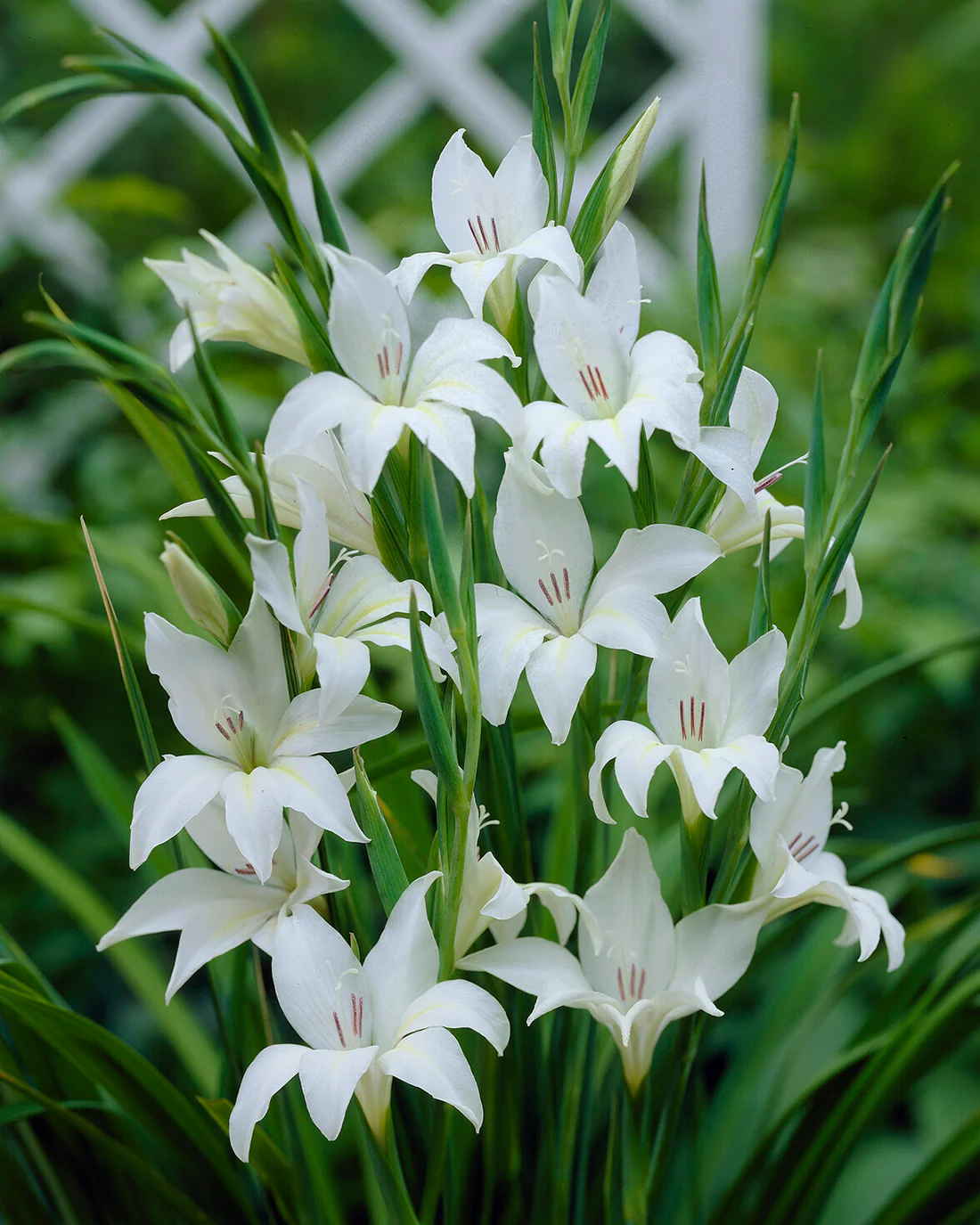 Gladiolus 'Albus' - Image 9