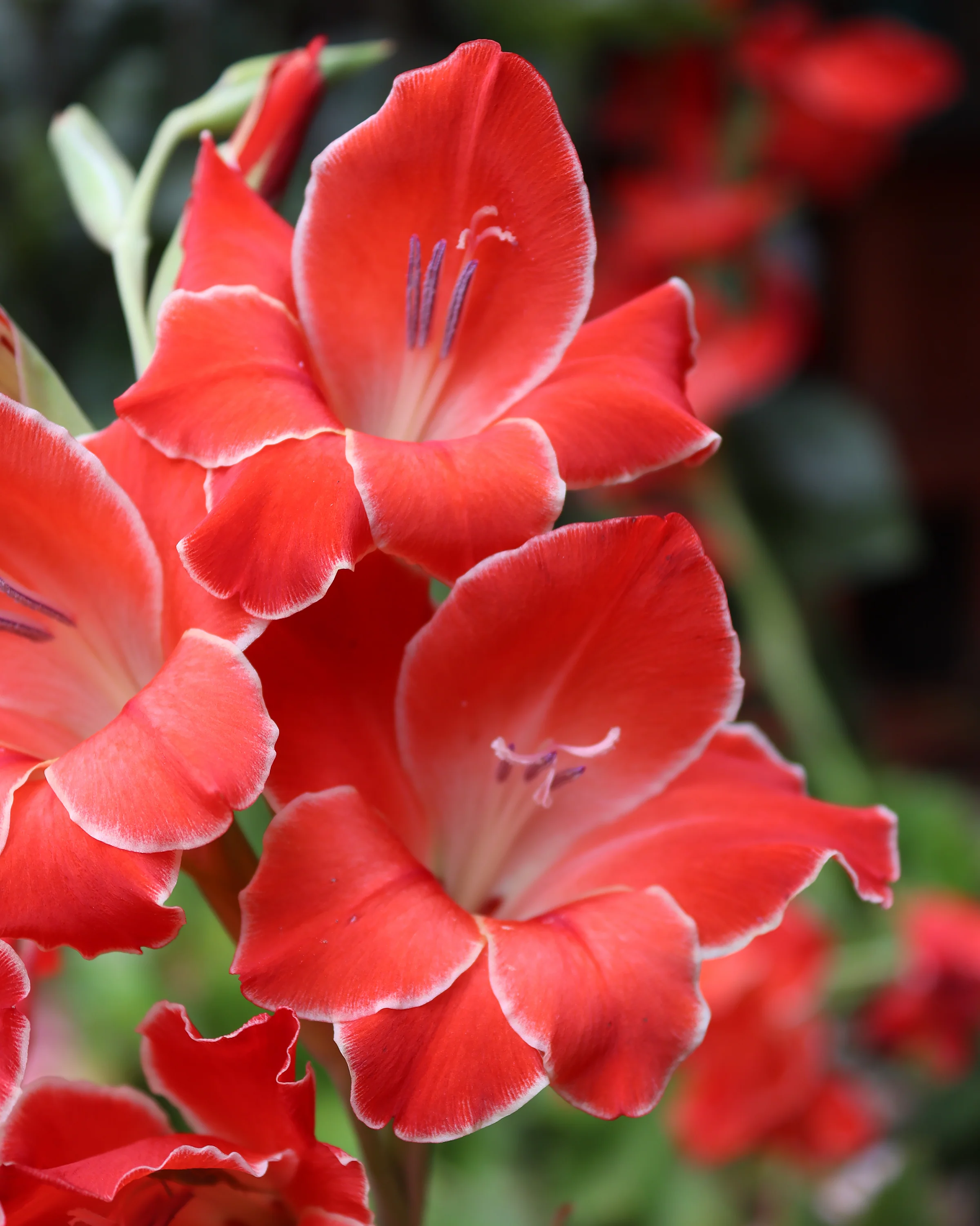 Gladiolus 'Atom' - Image 3