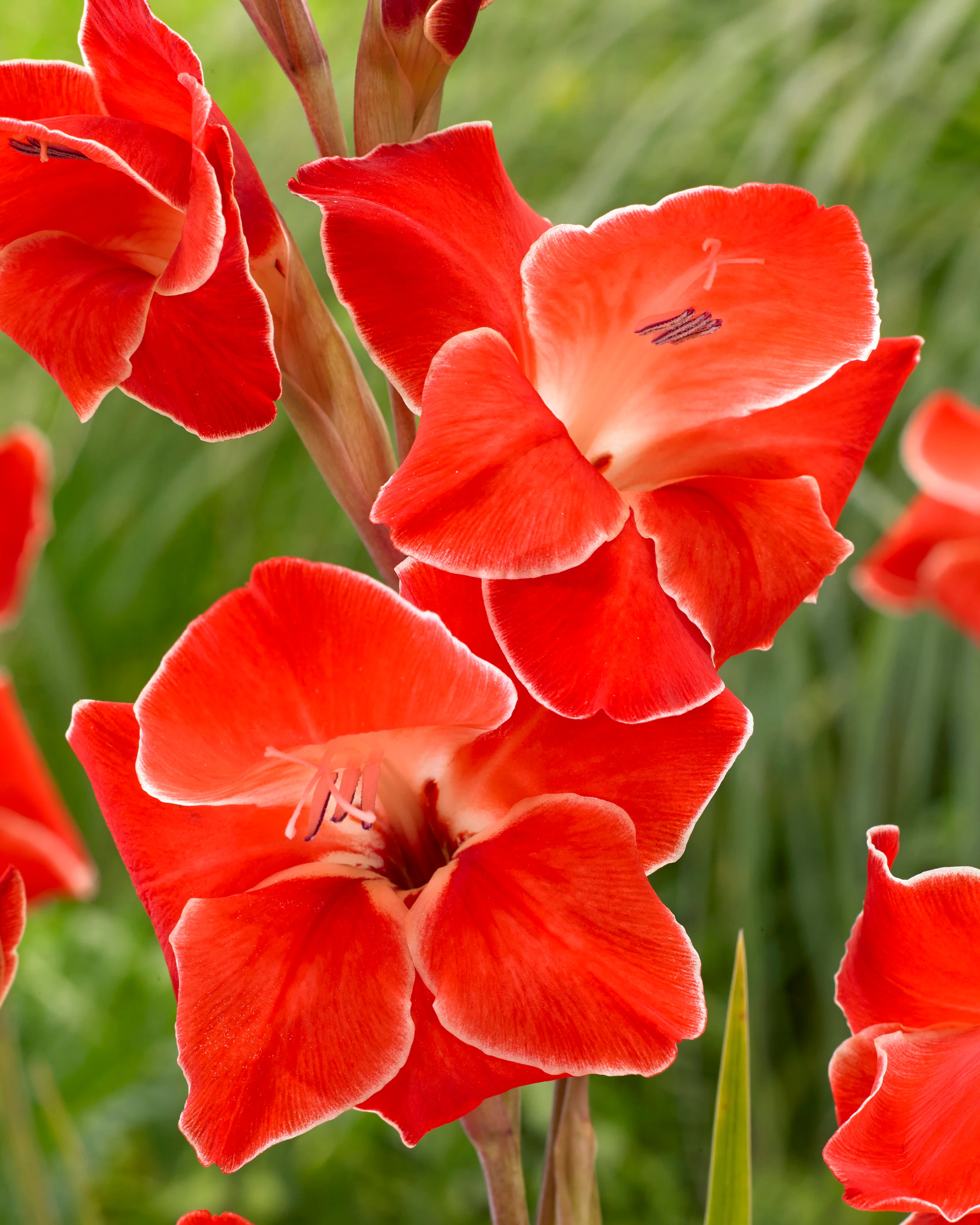 Gladiolus 'Atom' - Image 4