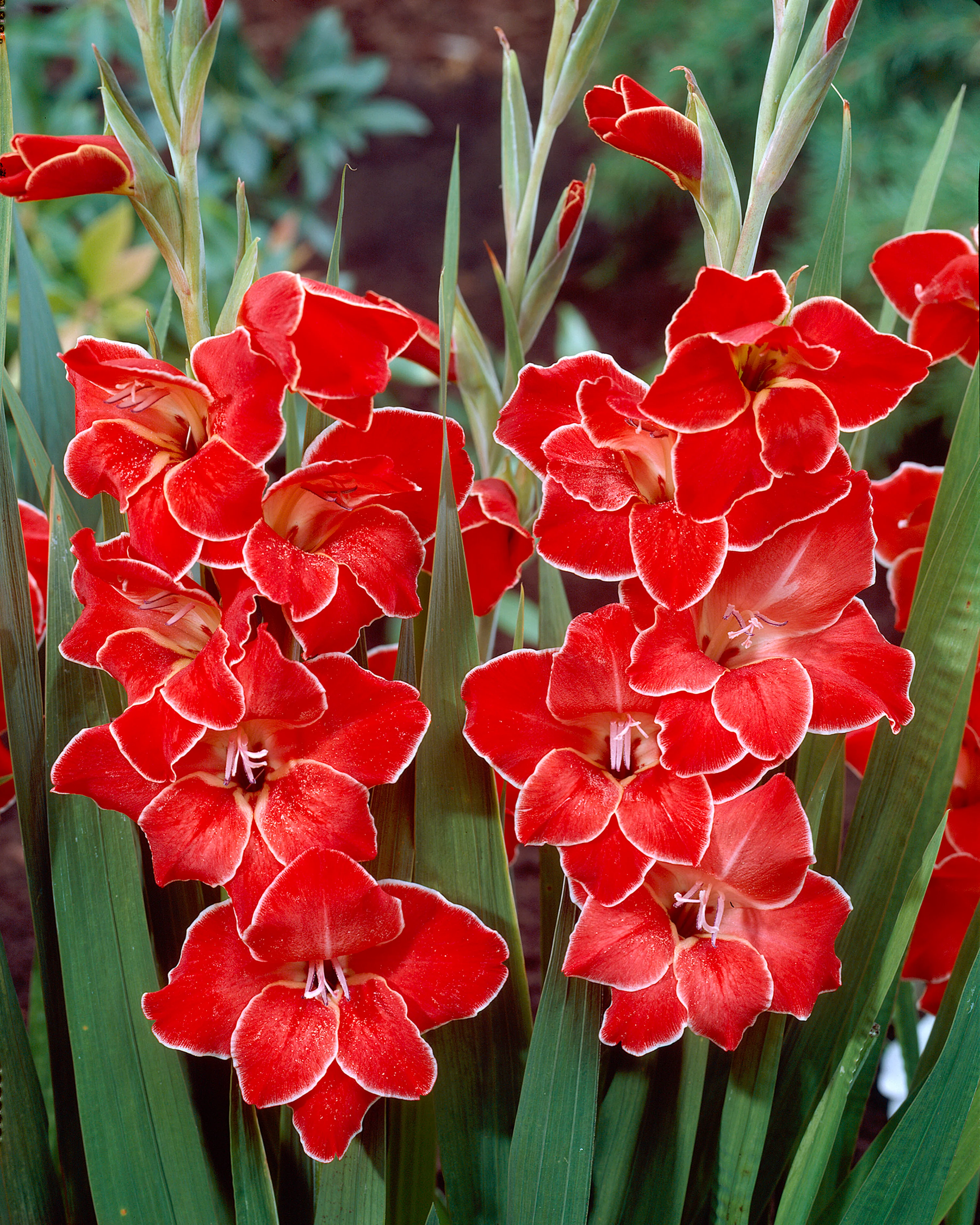 Gladiolus 'Atom' - Image 7