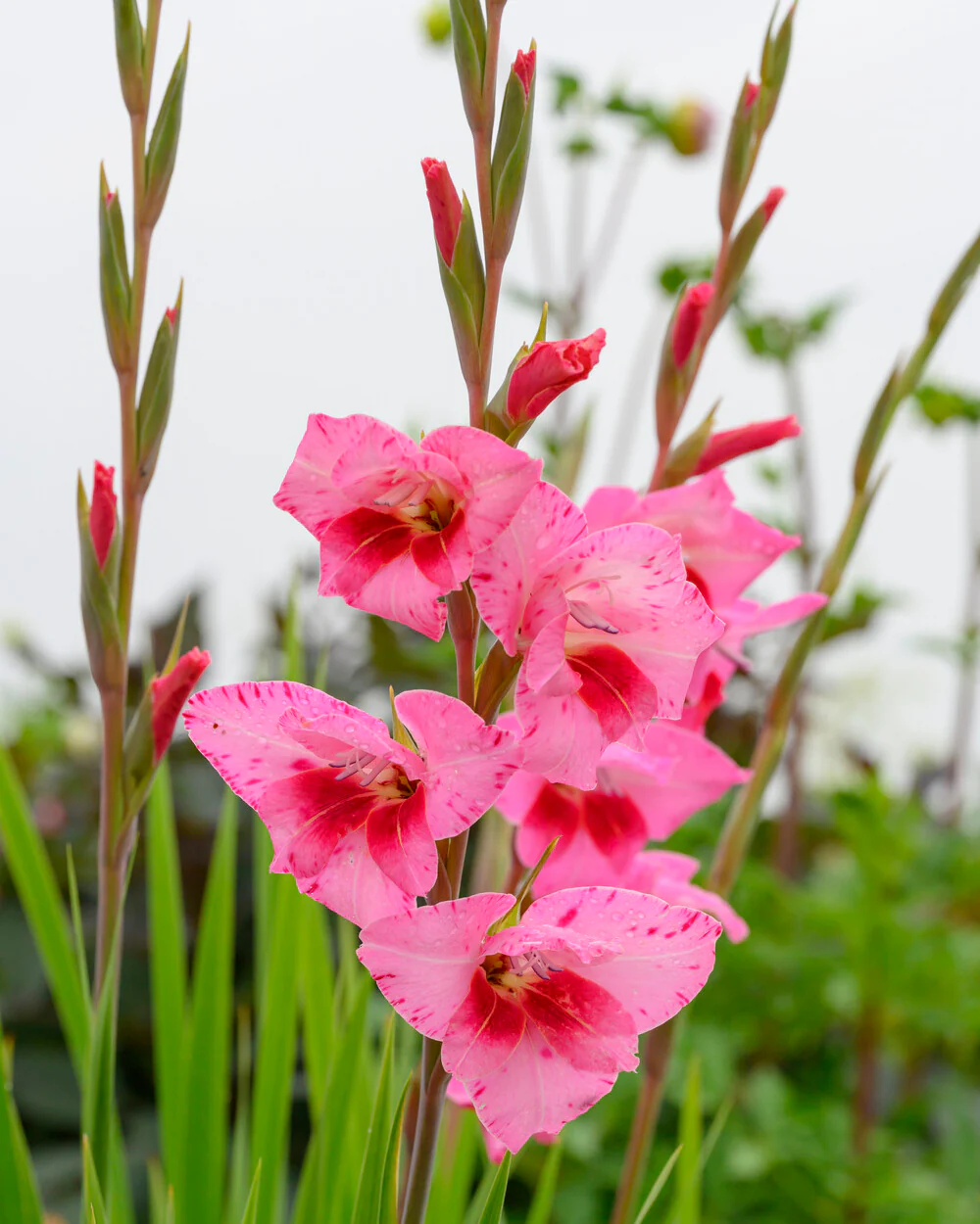 Gladiolus 'Bibi' - Image 5