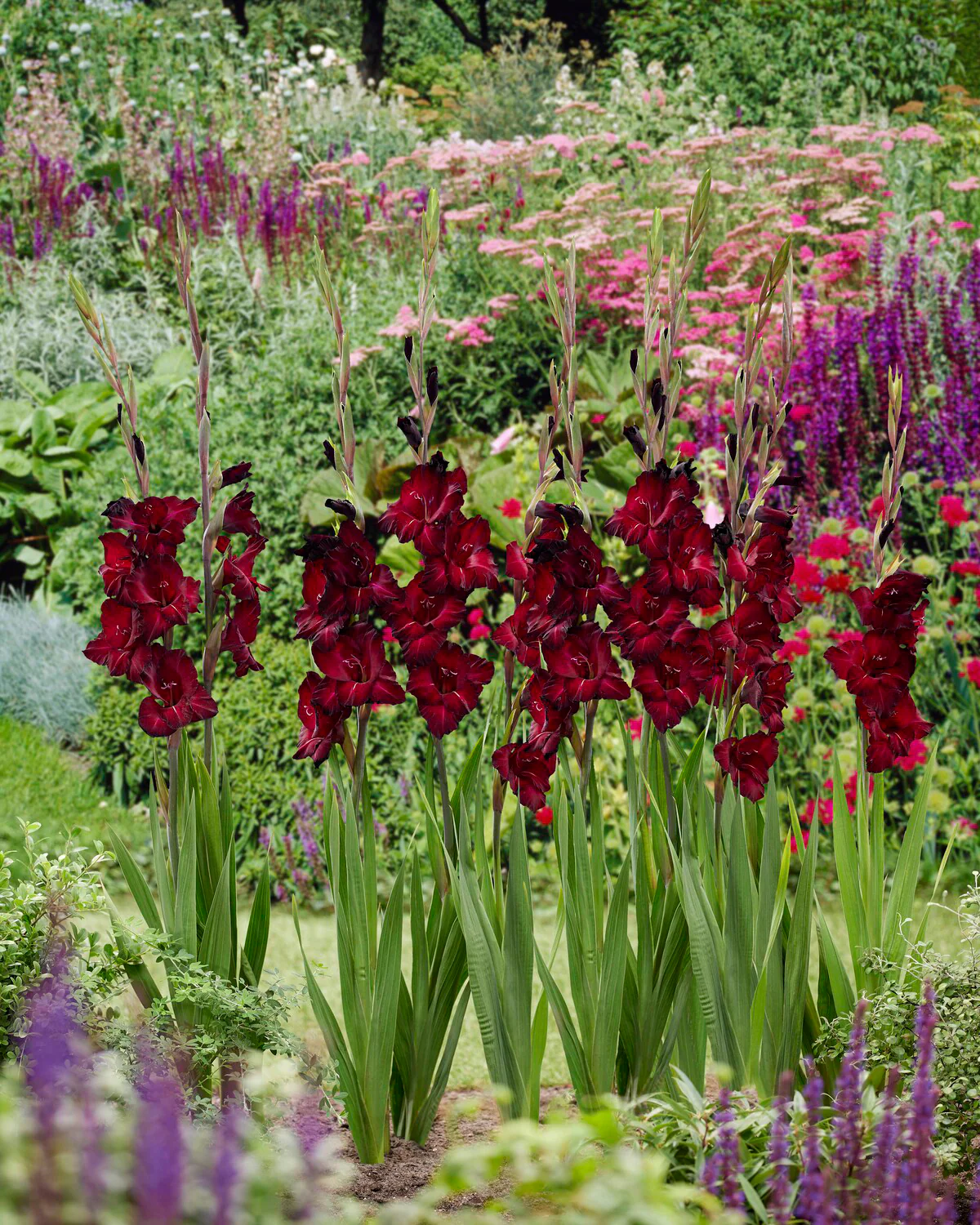 Gladiolus 'Black Star' - Image 2