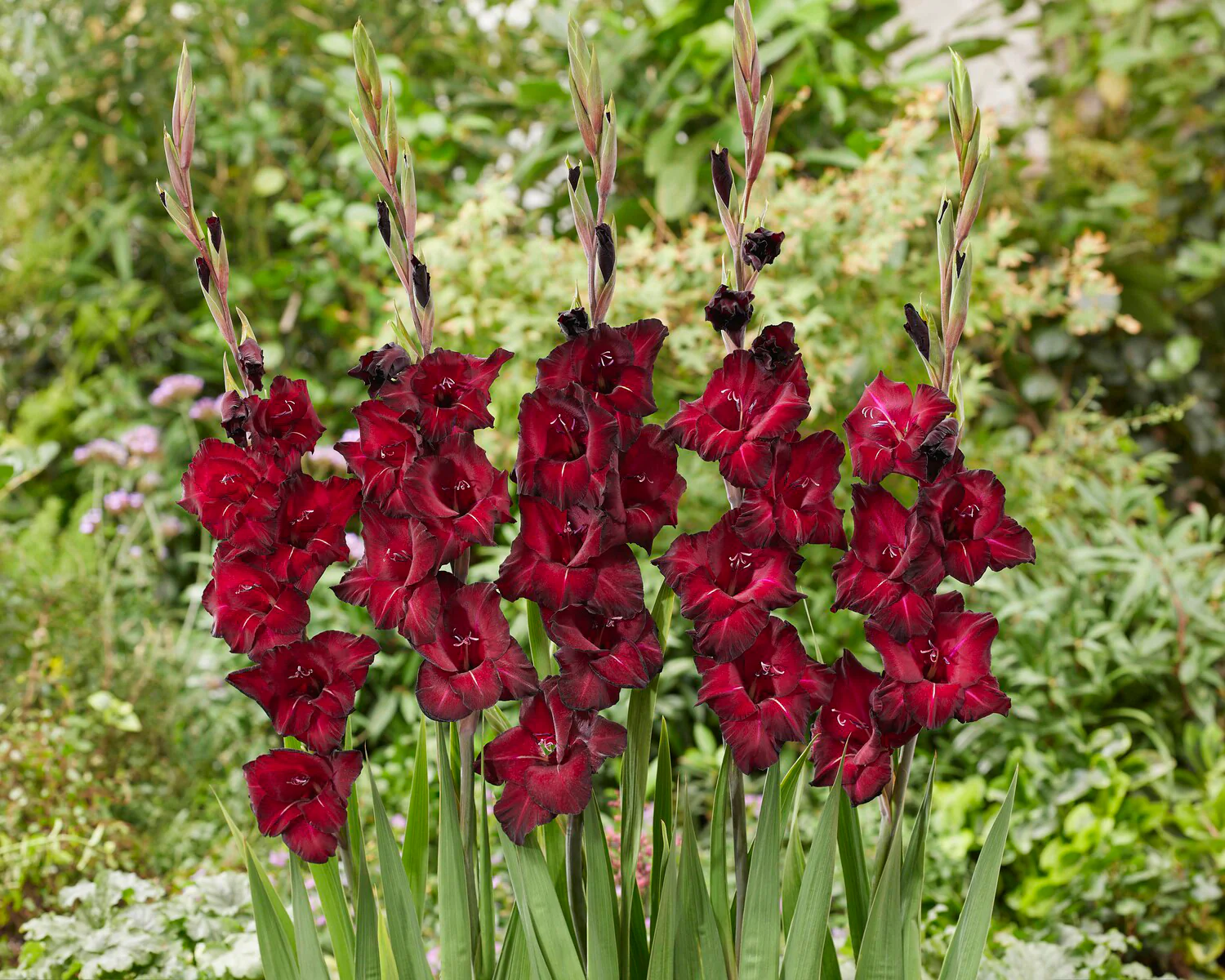 Gladiolus 'Black Star' - Image 4