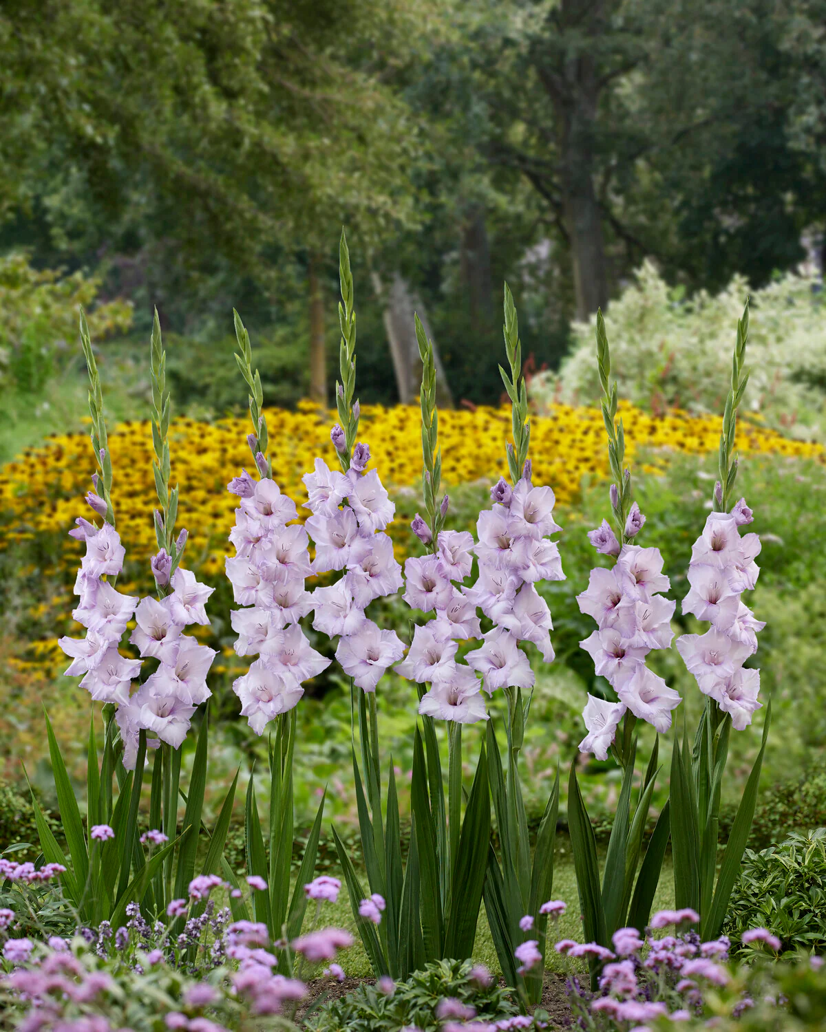 Gladiolus 'Blue Tropic' - Image 2