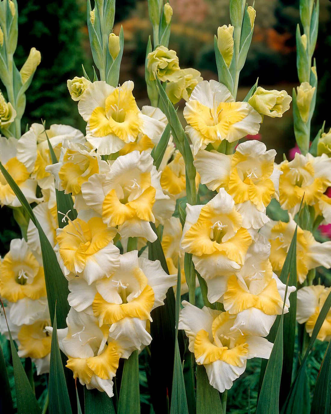 Gladiolus 'Buggy' - Image 2