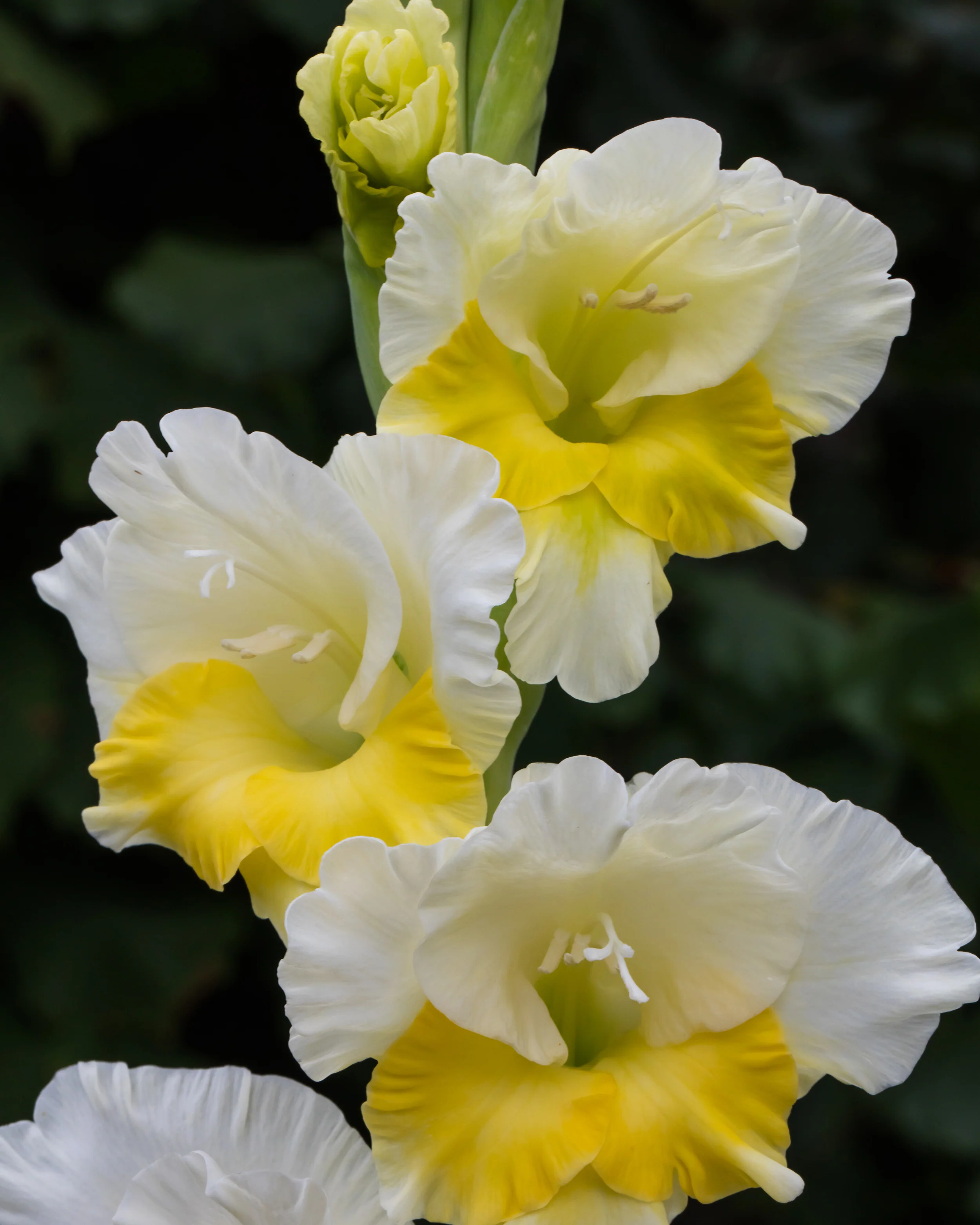 Gladiolus 'Buggy' - Image 4