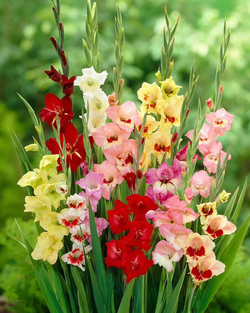 Gladiolus 'Butterfly Mixed' - Image 3