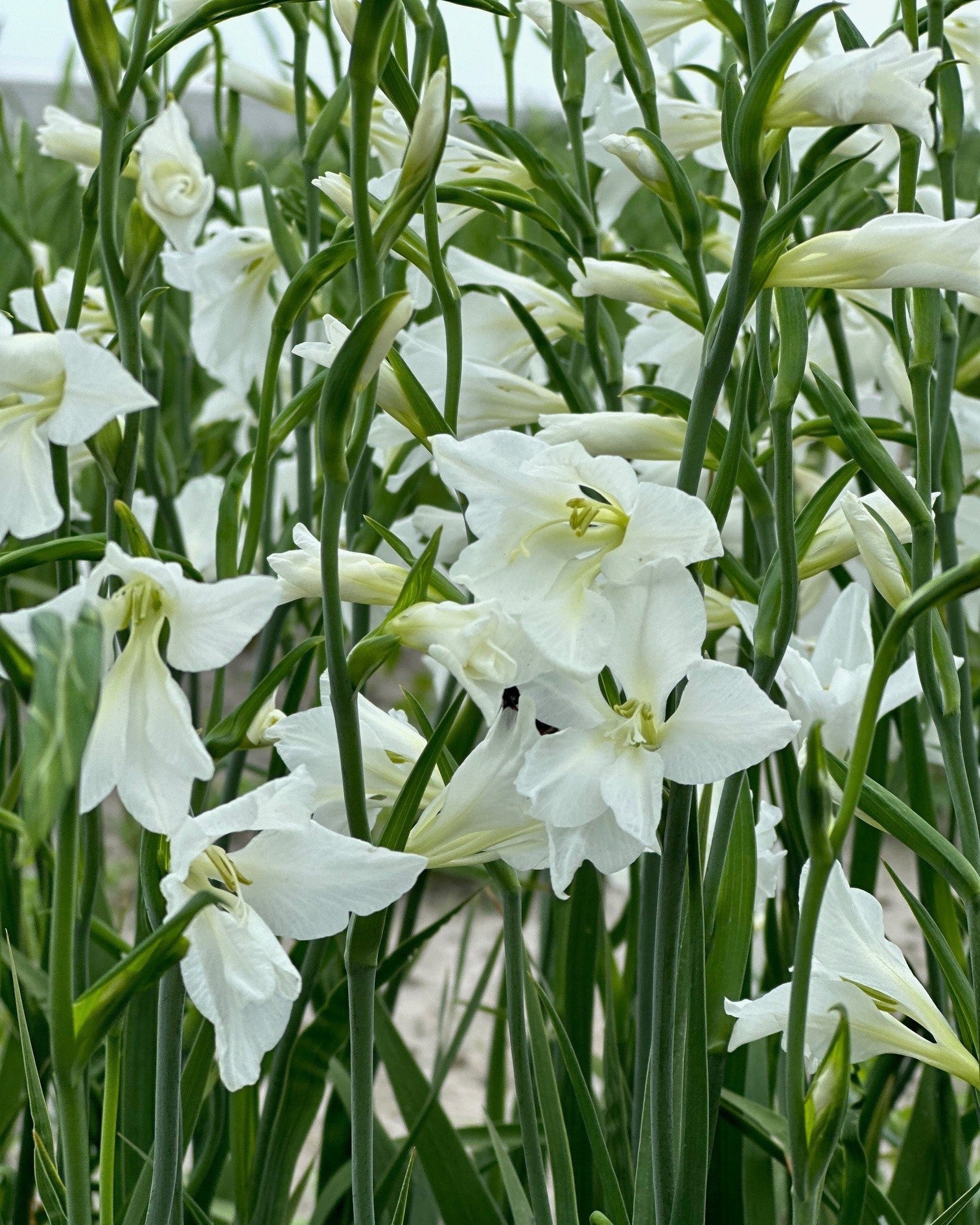 Gladiolus byzantinus 'White' - Image 4