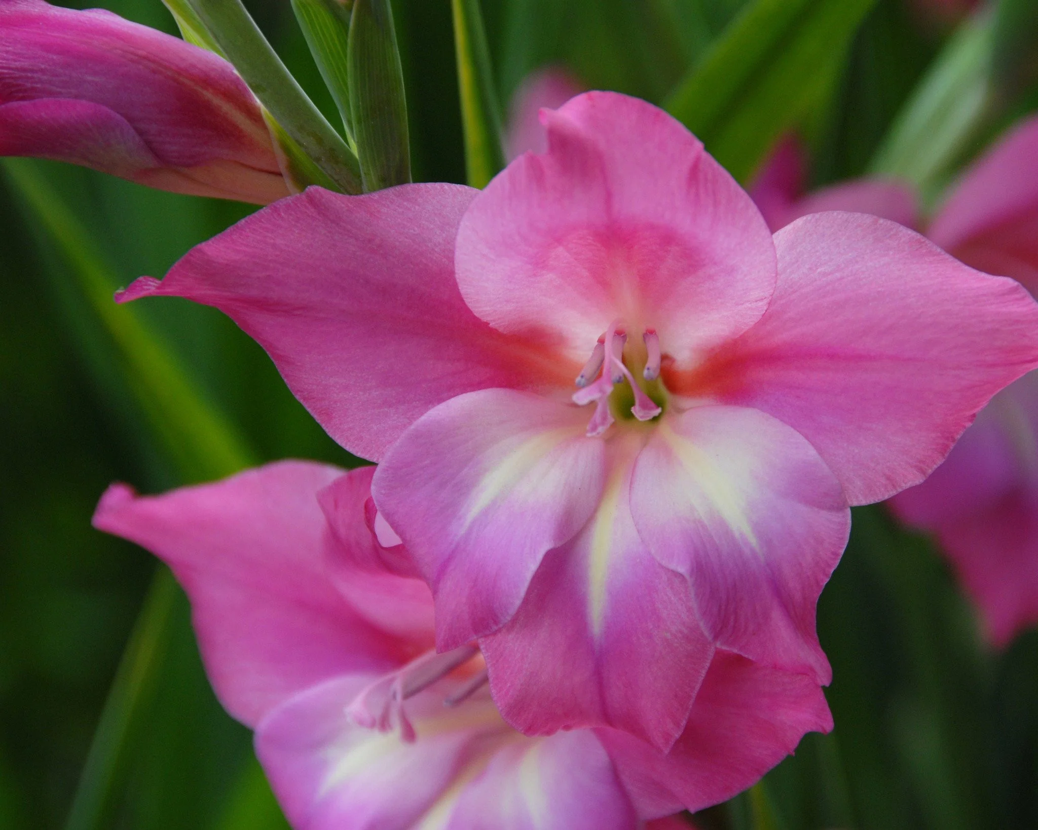 Gladiolus 'Charm' - Image 3