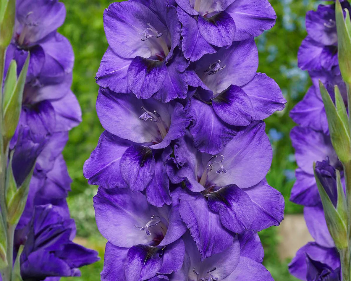 Gladiolus 'Cookie' - Image 2