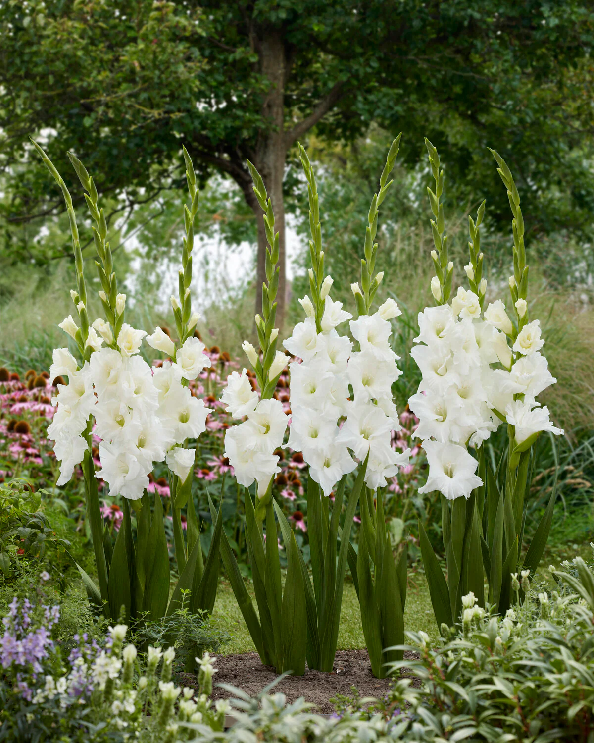 Gladiolus 'Essential' - Image 2