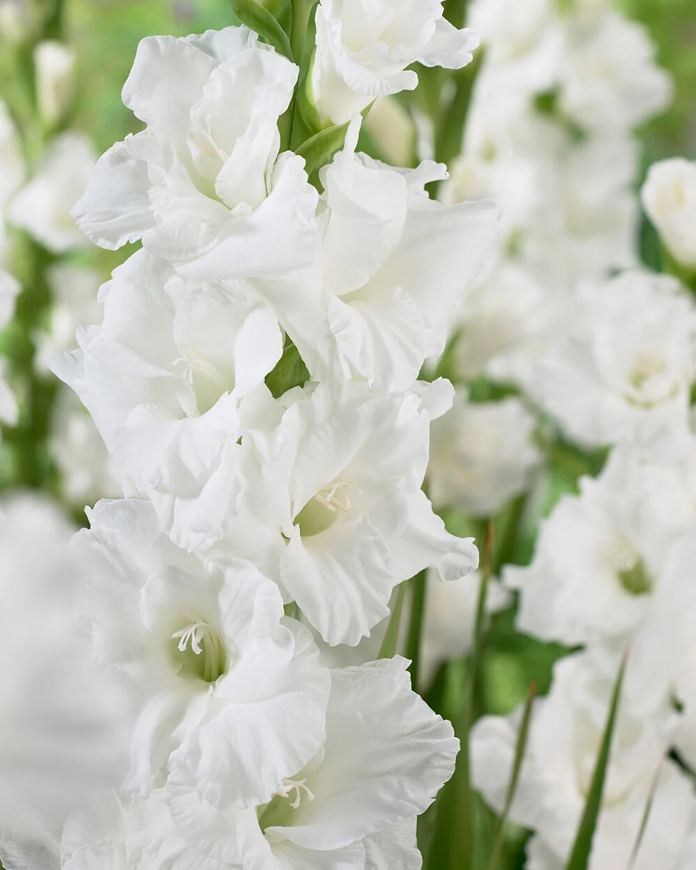 Gladiolus 'Essential' - Image 3