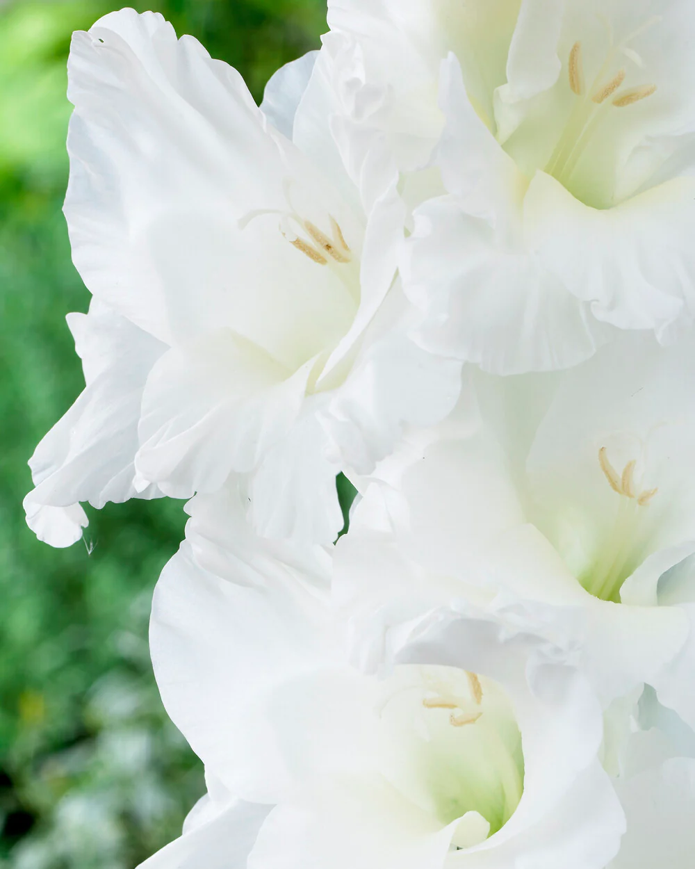 Gladiolus 'Essential' - Image 4