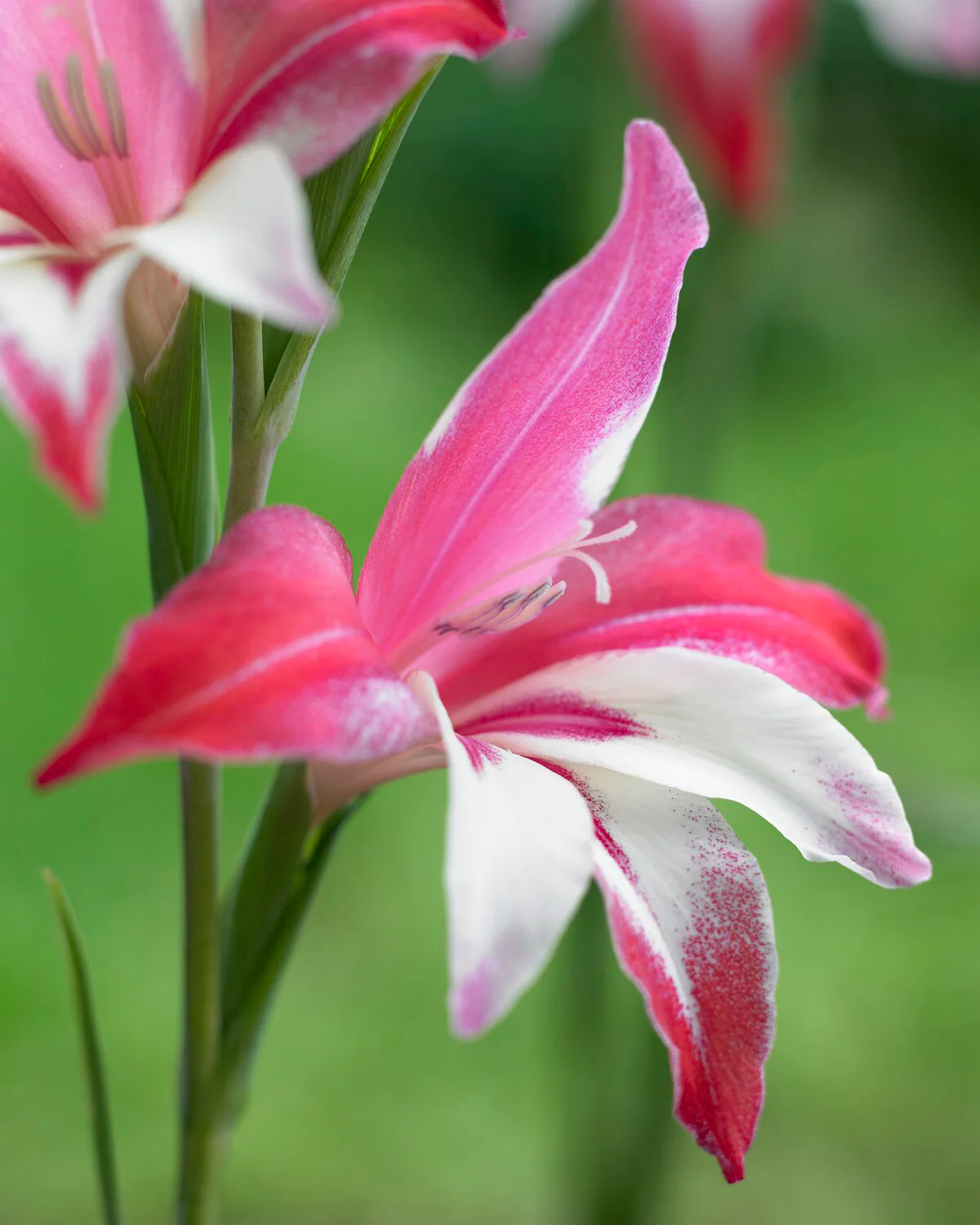 Gladiolus 'Galaxian' - Image 3
