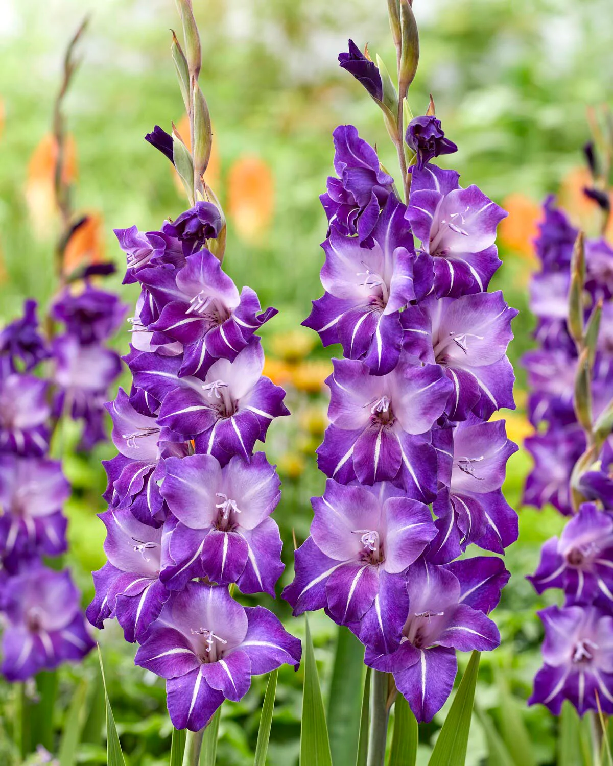 Gladiolus 'Hallowy'
