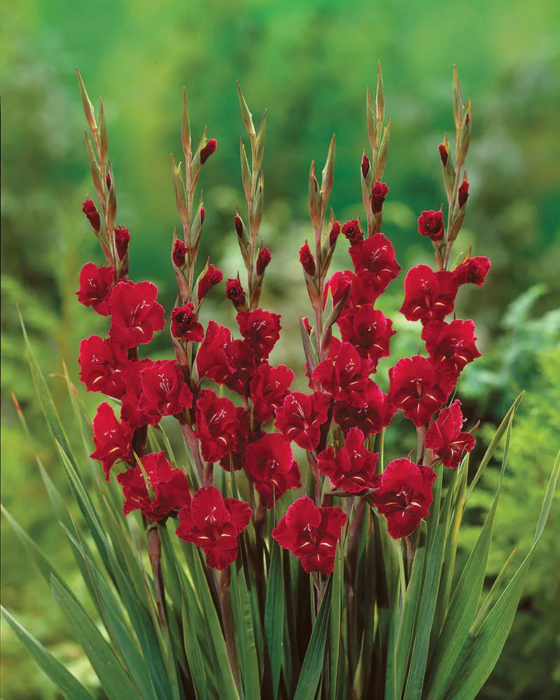Gladiolus 'Holland Pearl' - Image 2