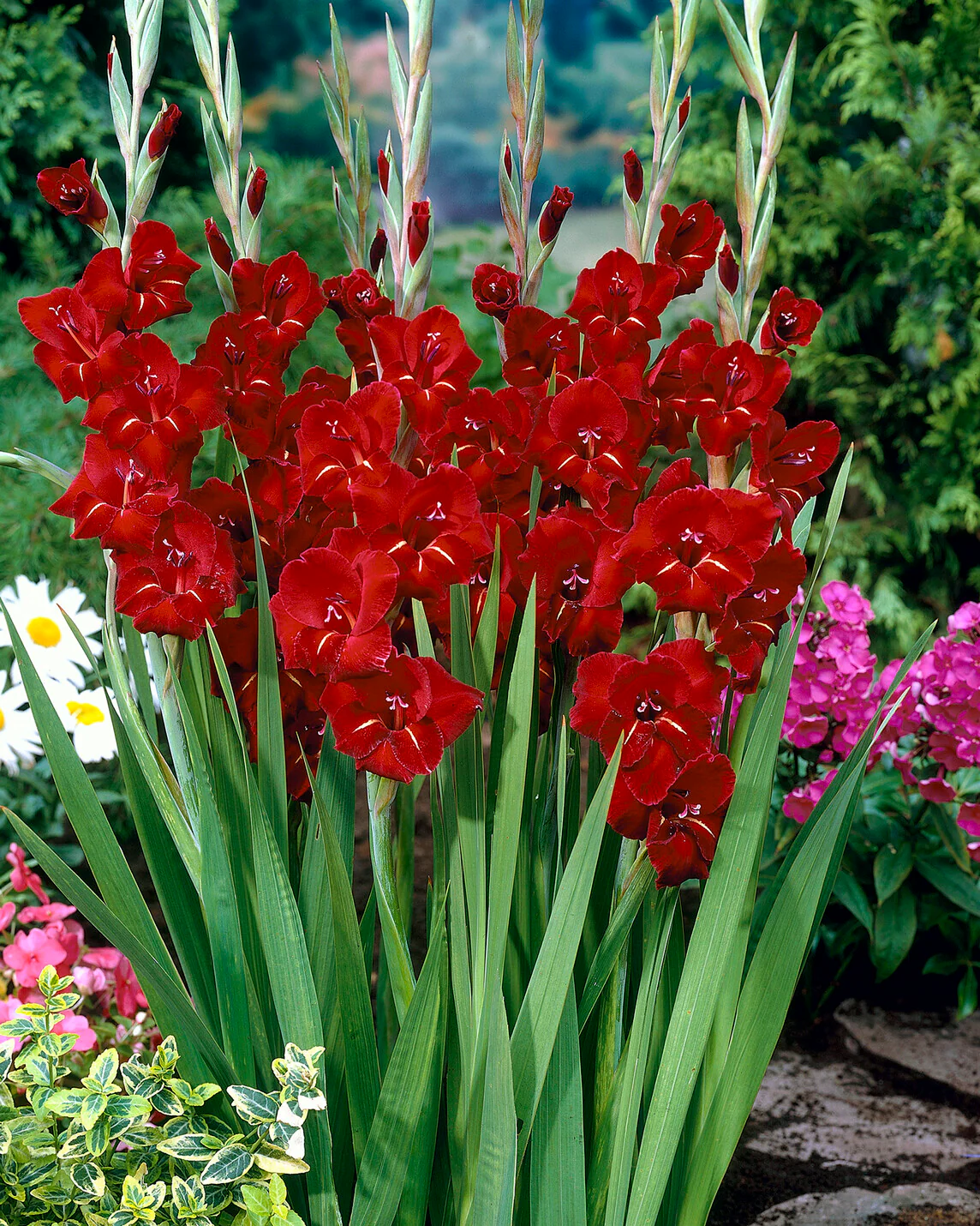 Gladiolus 'Holland Pearl' - Image 3