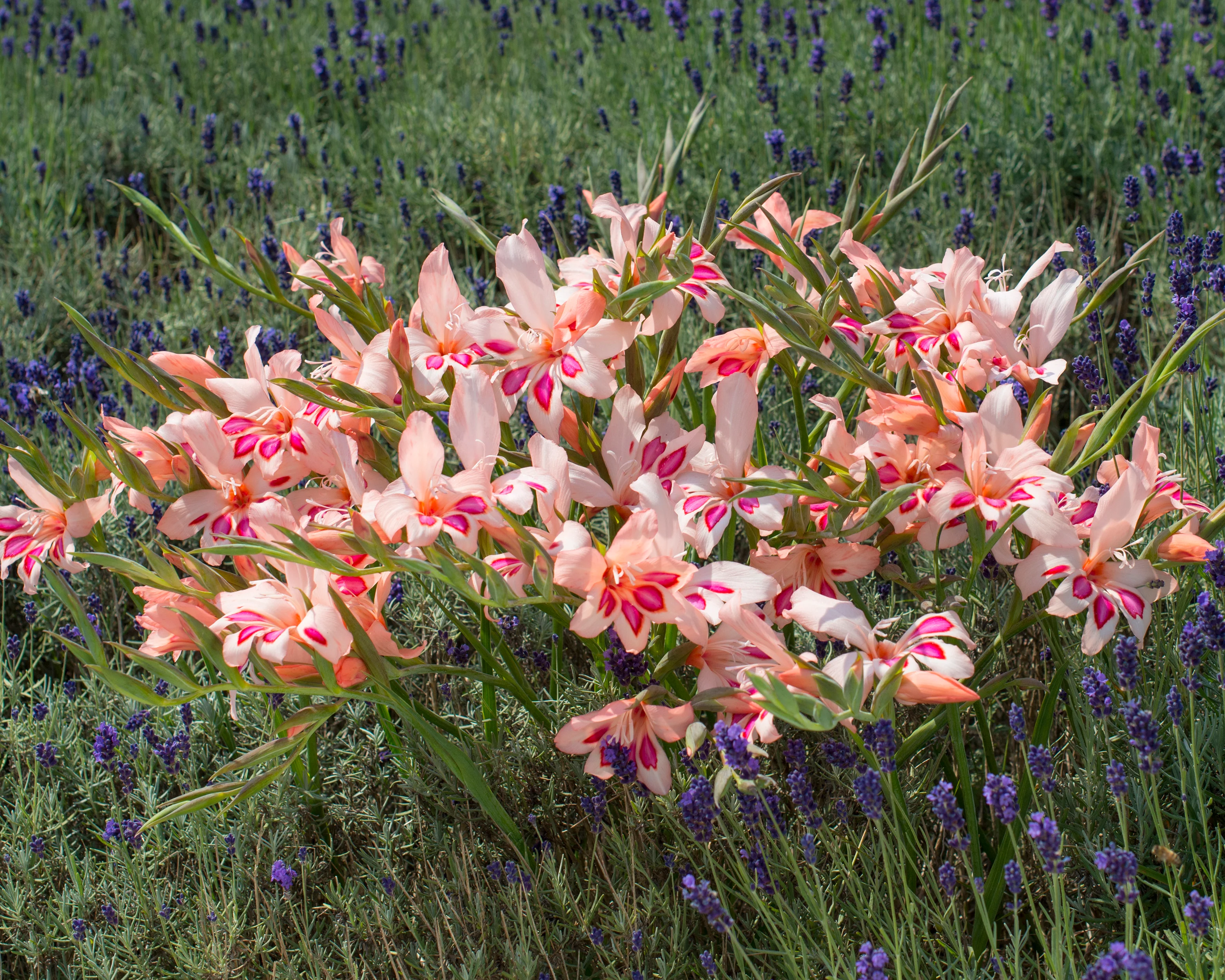 Gladiolus 'Impressive' - Image 3