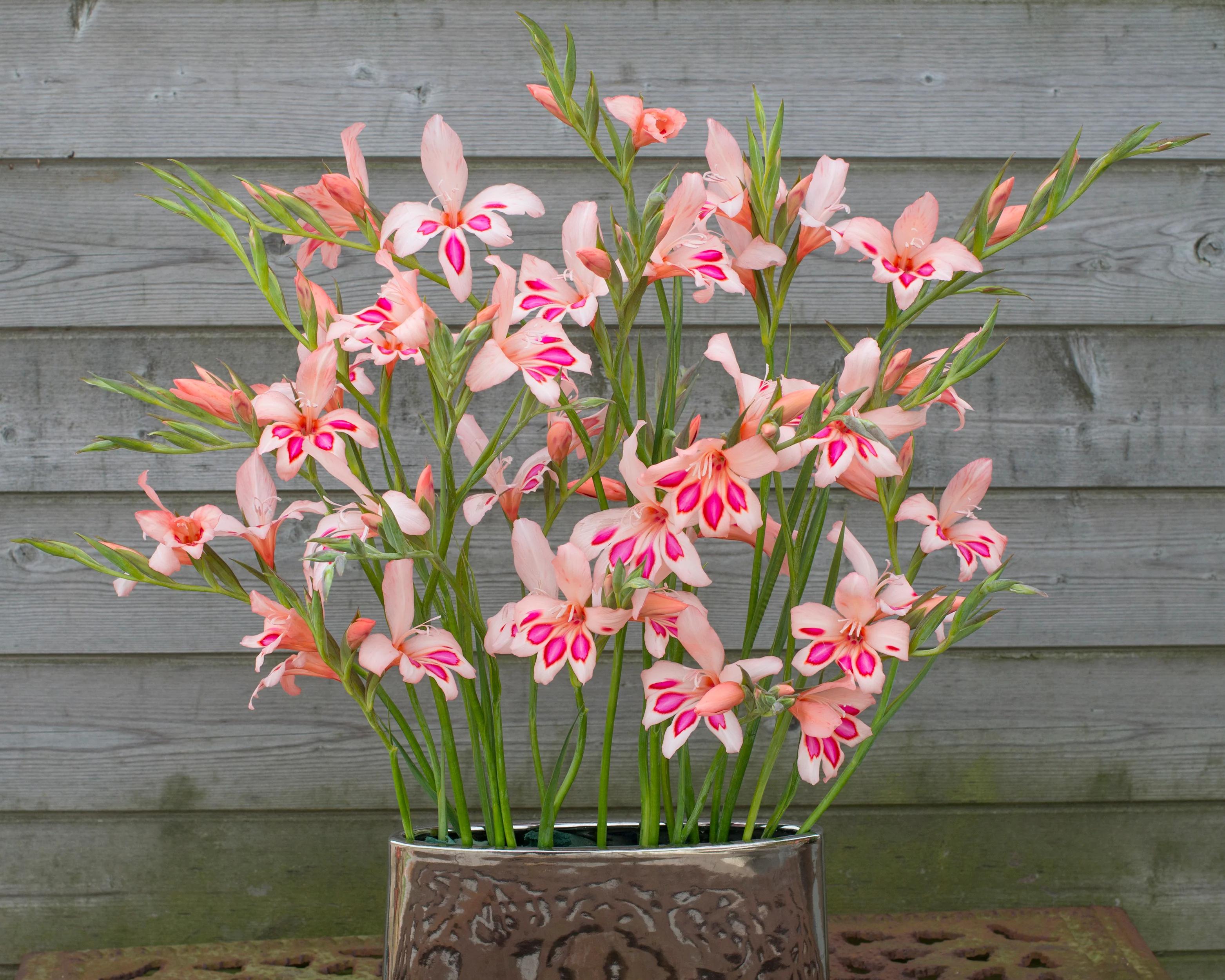Gladiolus 'Impressive' - Image 4