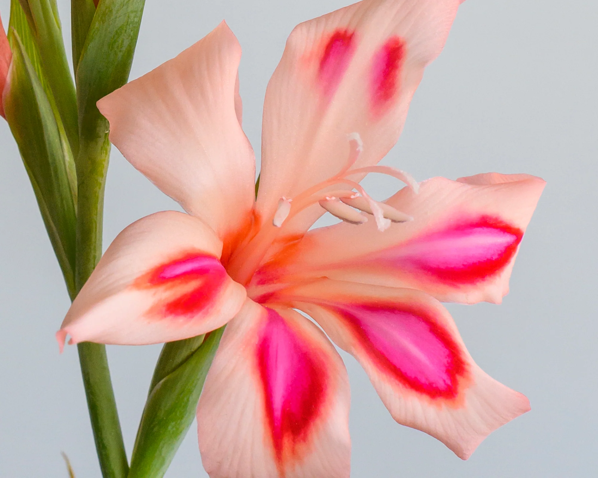 Gladiolus 'Impressive' - Image 5