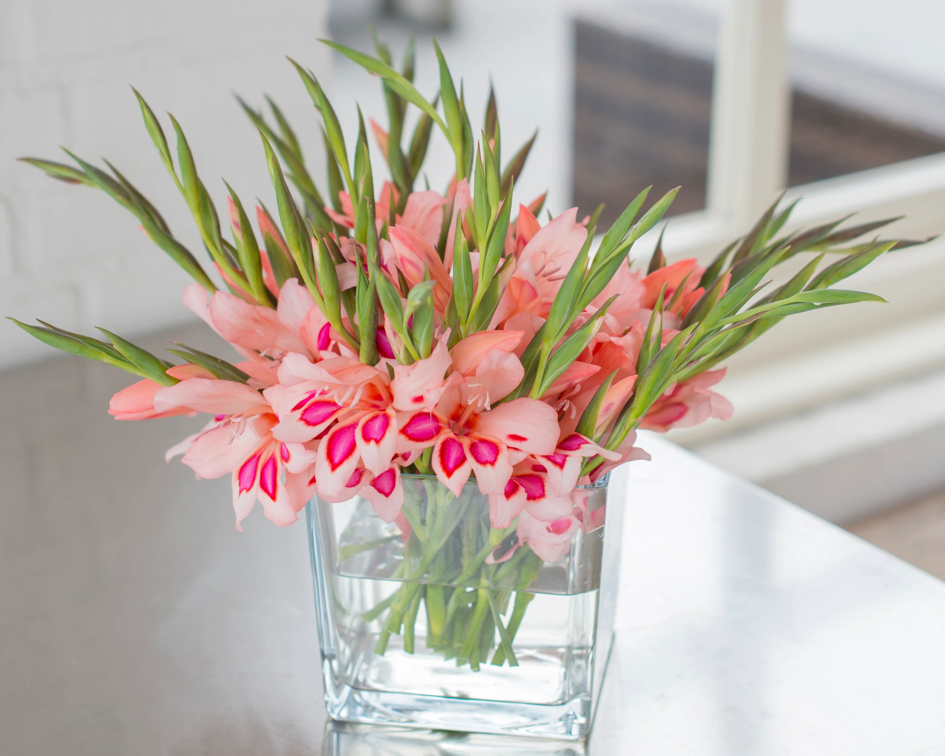 Gladiolus 'Impressive' - Image 6