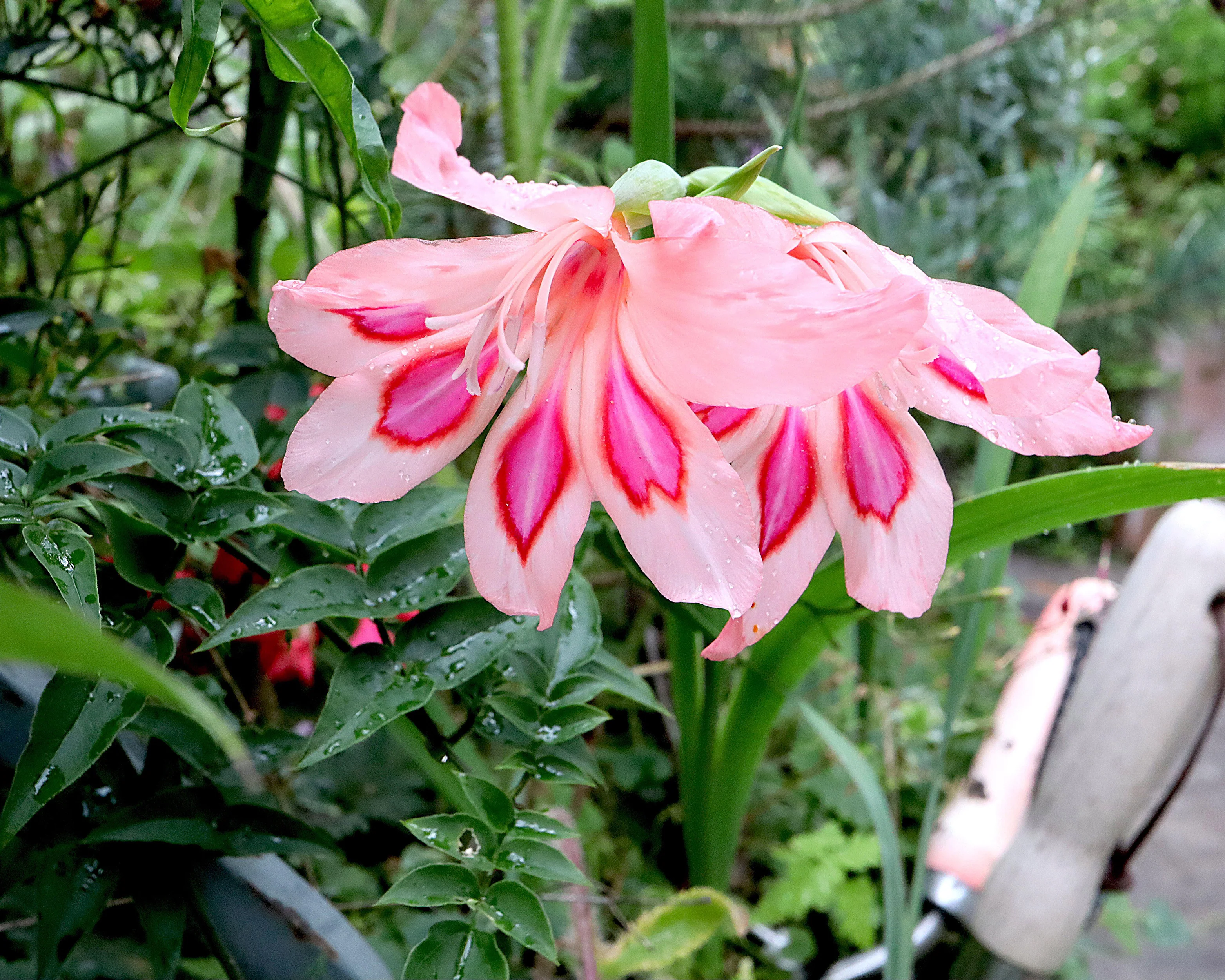 Gladiolus 'Impressive' - Image 7
