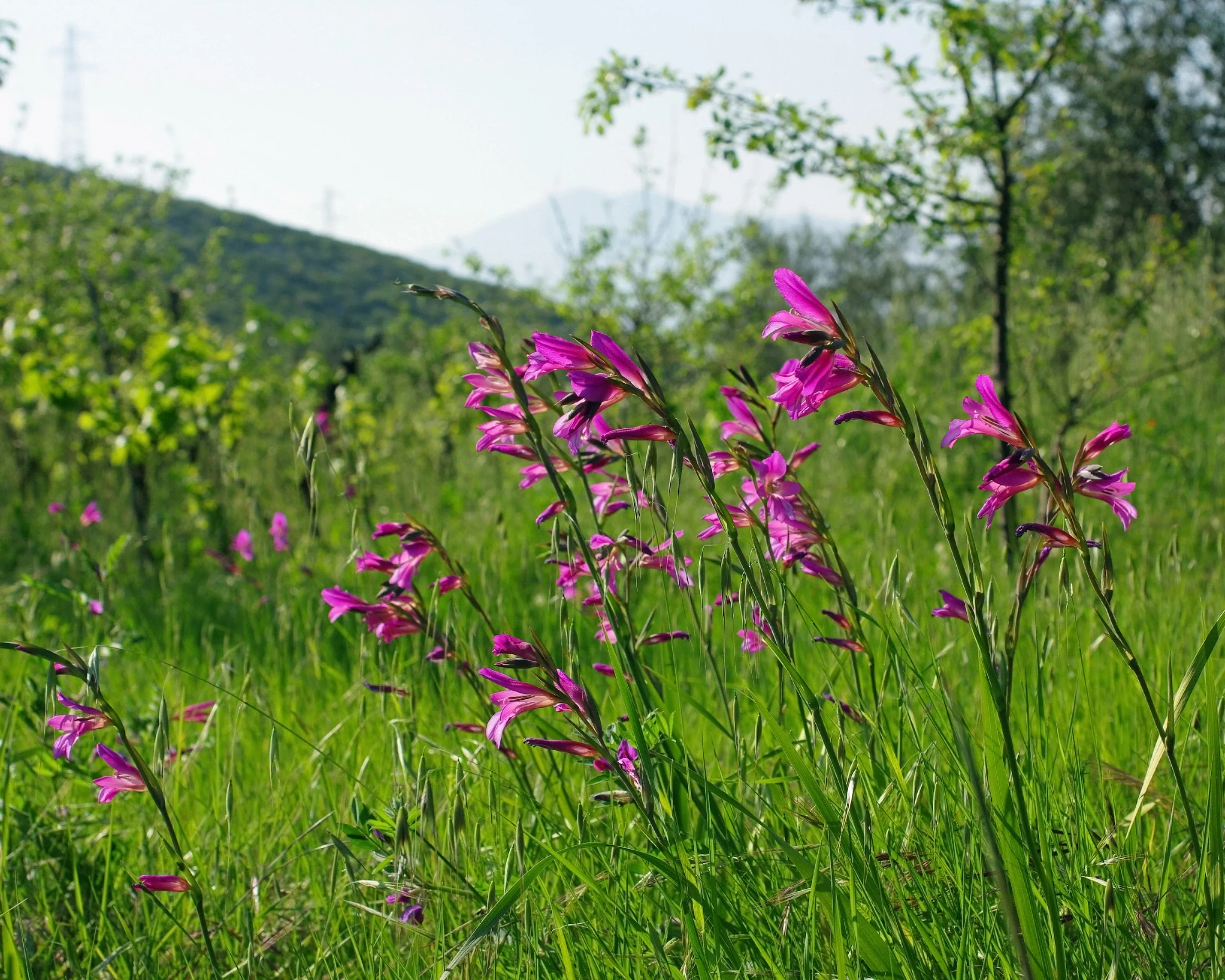 Gladiolus byzantinus italicus - Image 12