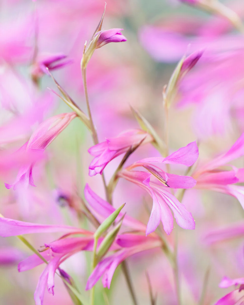 Gladiolus byzantinus italicus - Image 13