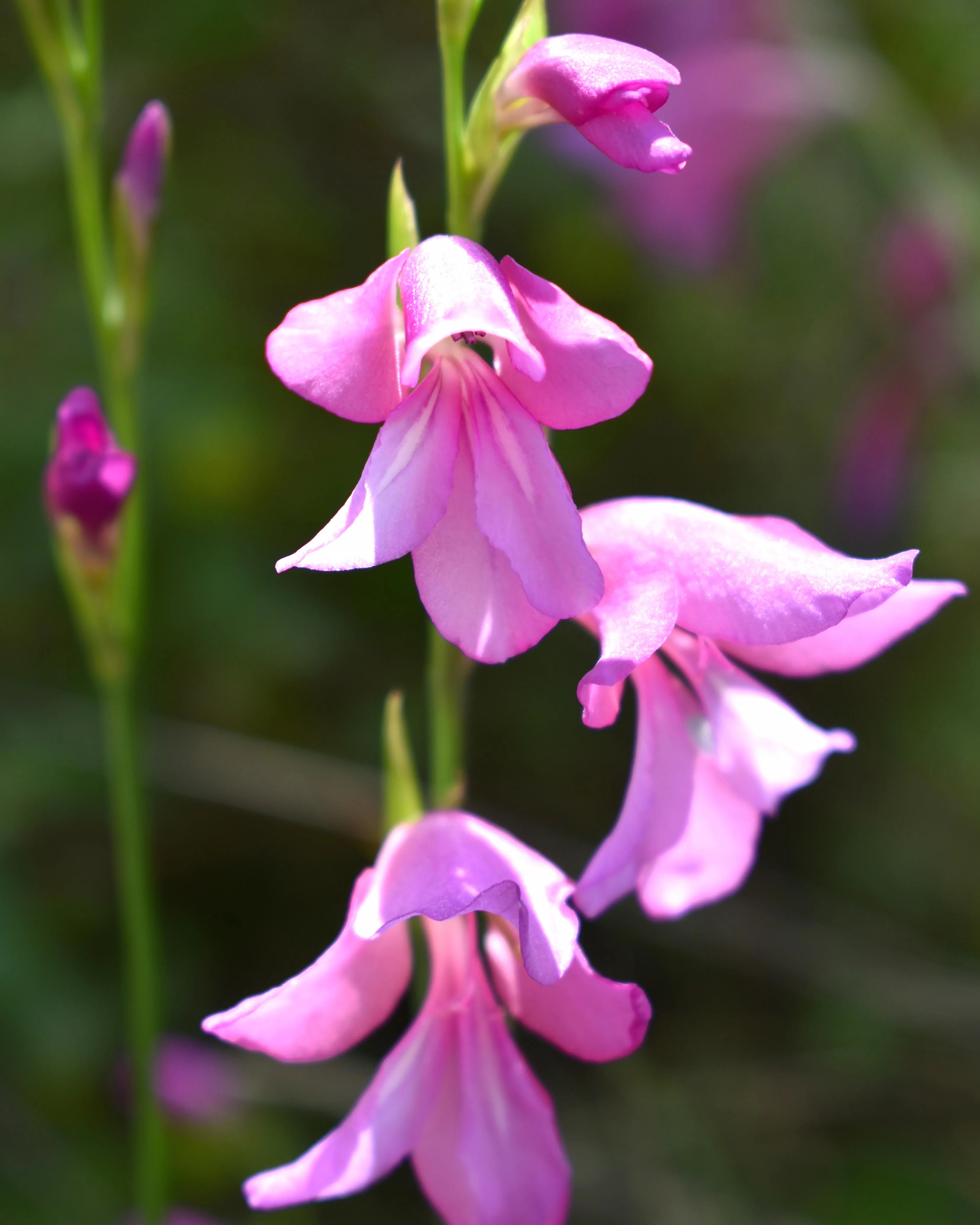 Gladiolus byzantinus italicus - Image 3