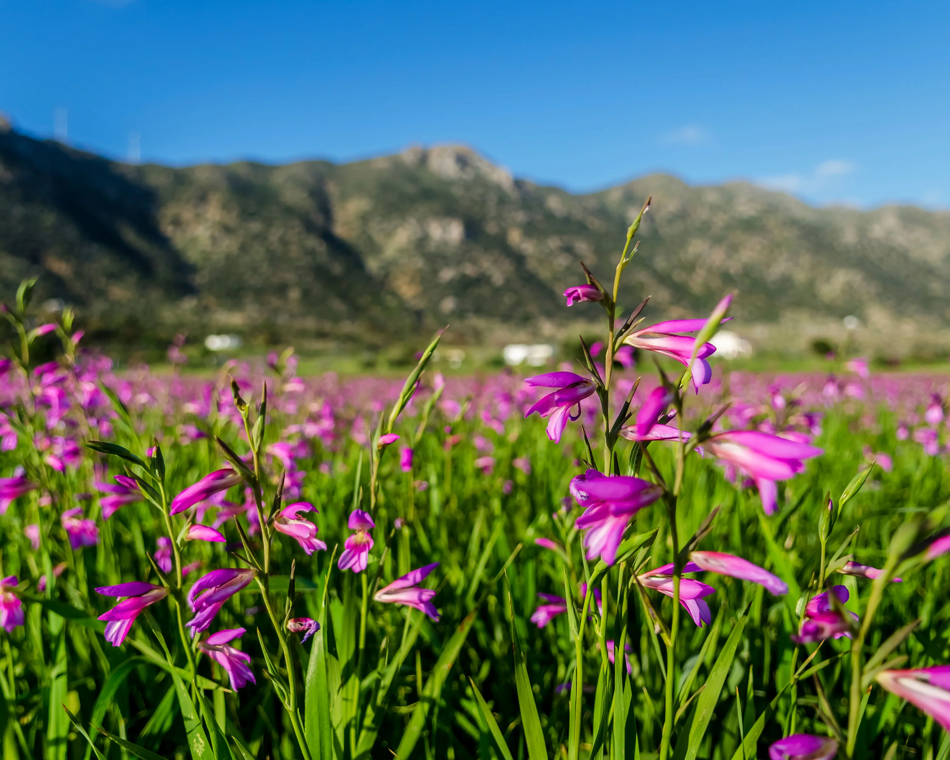 Gladiolus byzantinus italicus - Image 4