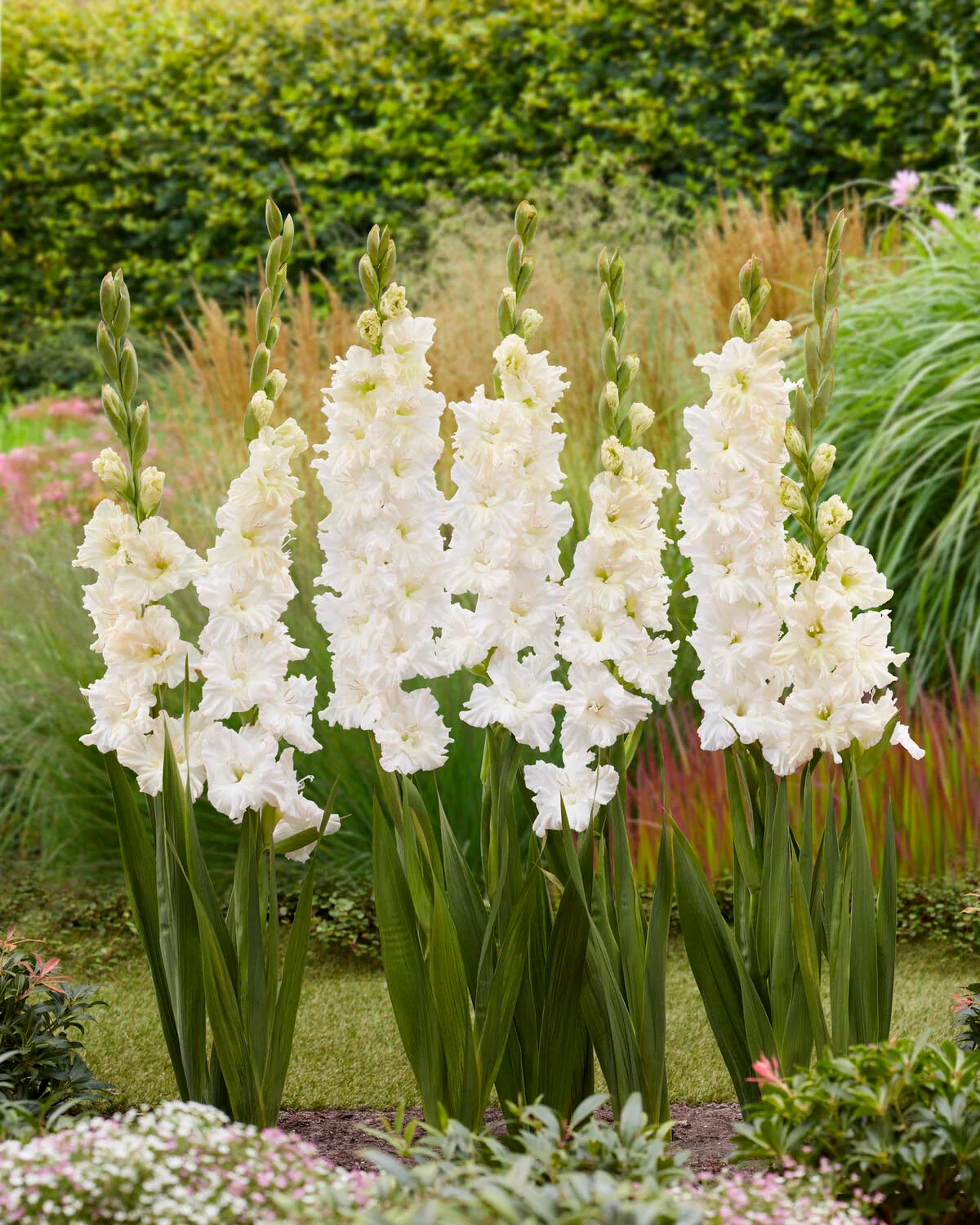 Gladiolus 'Ivory Perfection' - Image 2