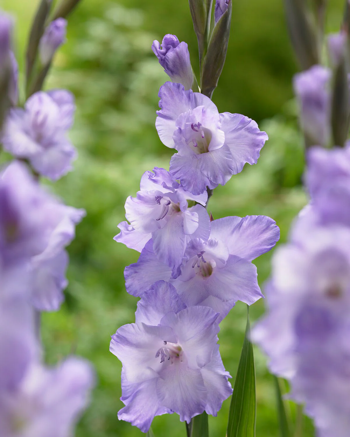 Gladiolus 'Milka' - Image 3