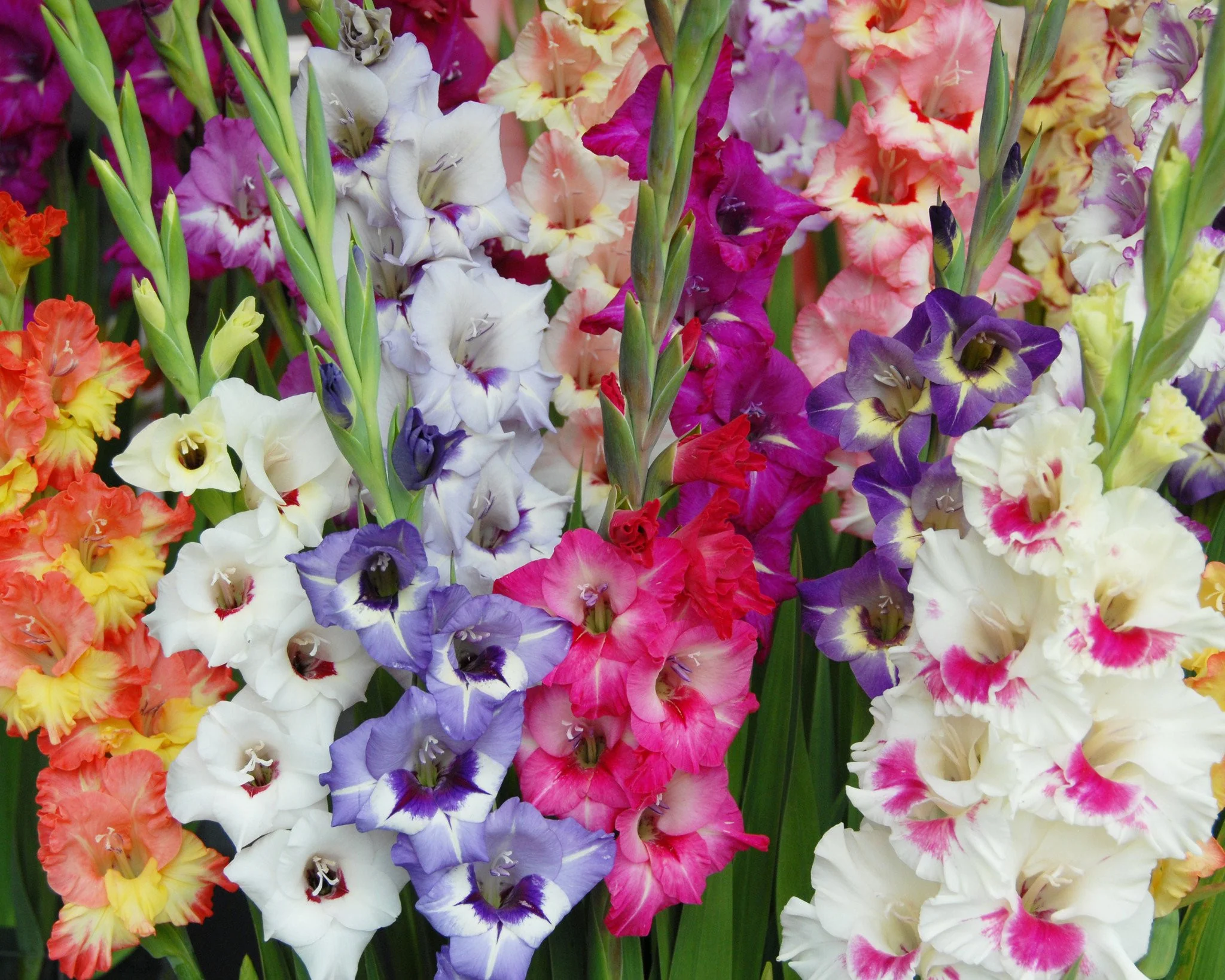 Gladiolus 'Mixed Colours' - Image 3