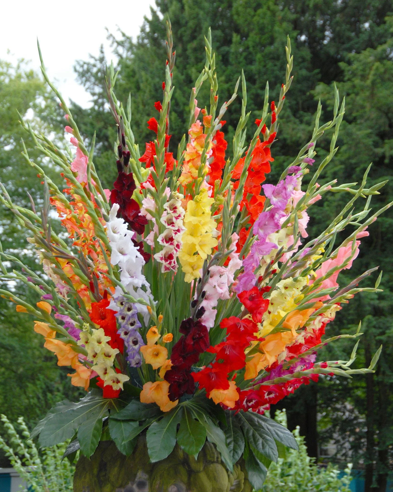 Gladiolus 'Mixed Colours' - Image 5
