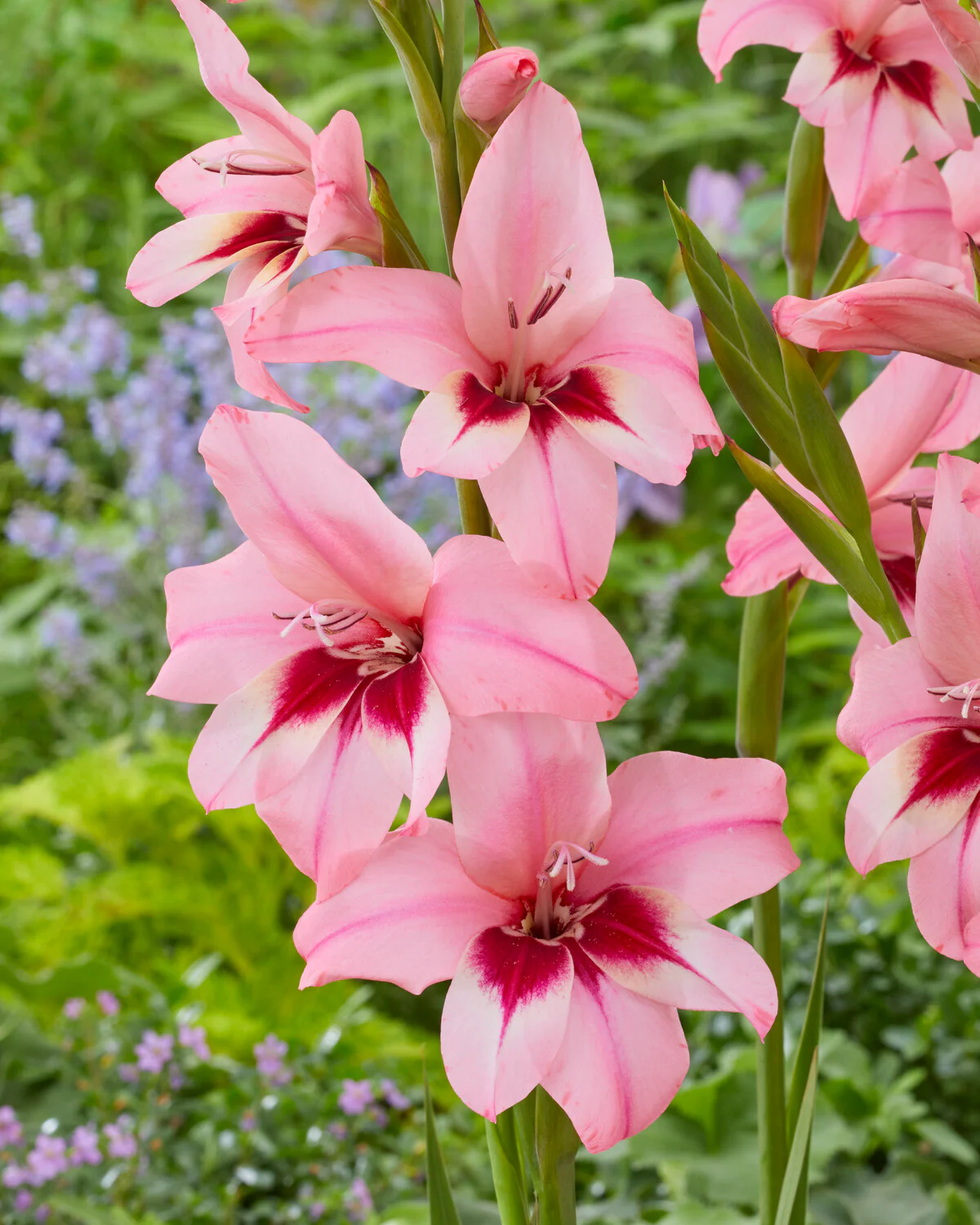 Acidanthera murielae 'Pink' - Image 2