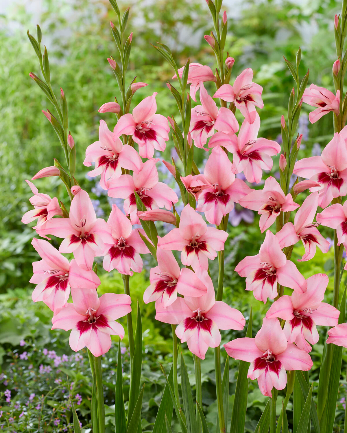 Acidanthera murielae 'Pink' - Image 7