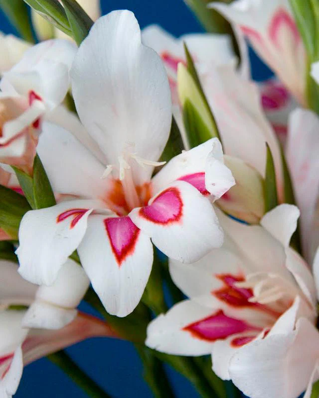 Gladiolus 'Prins Claus' - Image 3