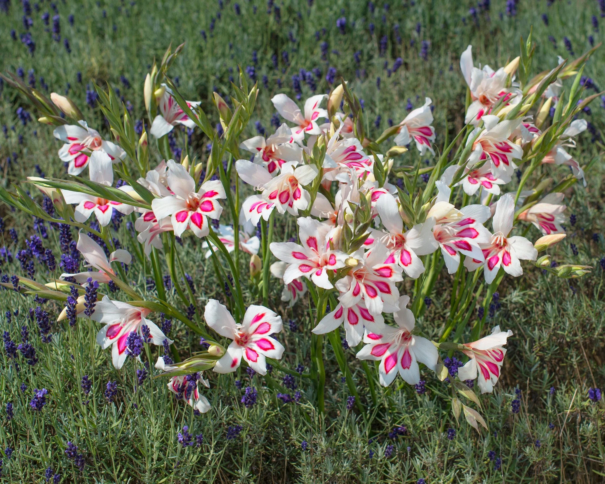 Gladiolus 'Prins Claus' - Image 5