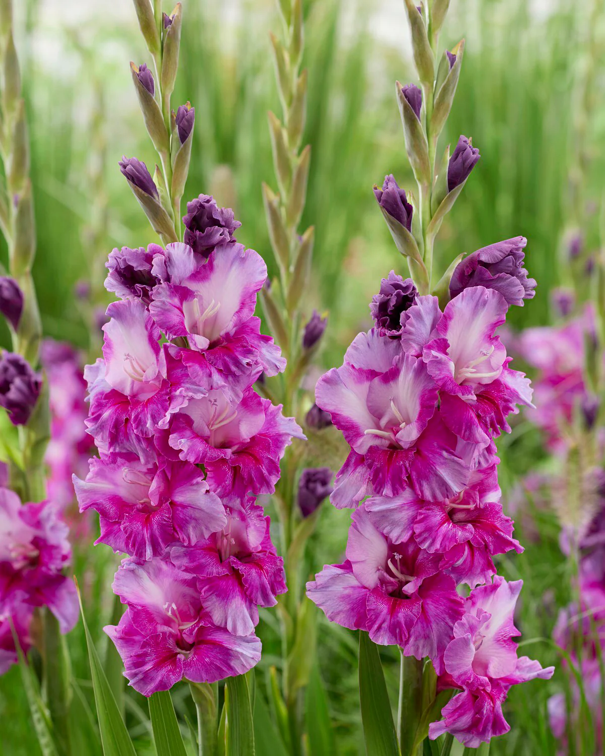 Gladiolus 'Purple Art' - Image 3