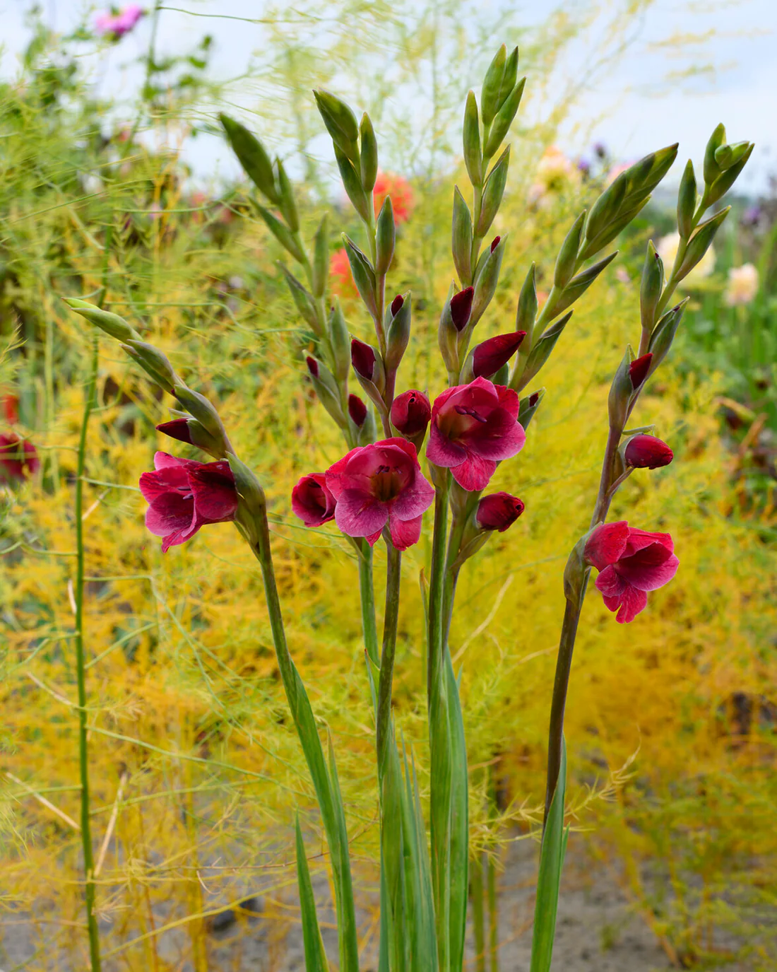 Gladiolus 'Ruby Red' - Image 4